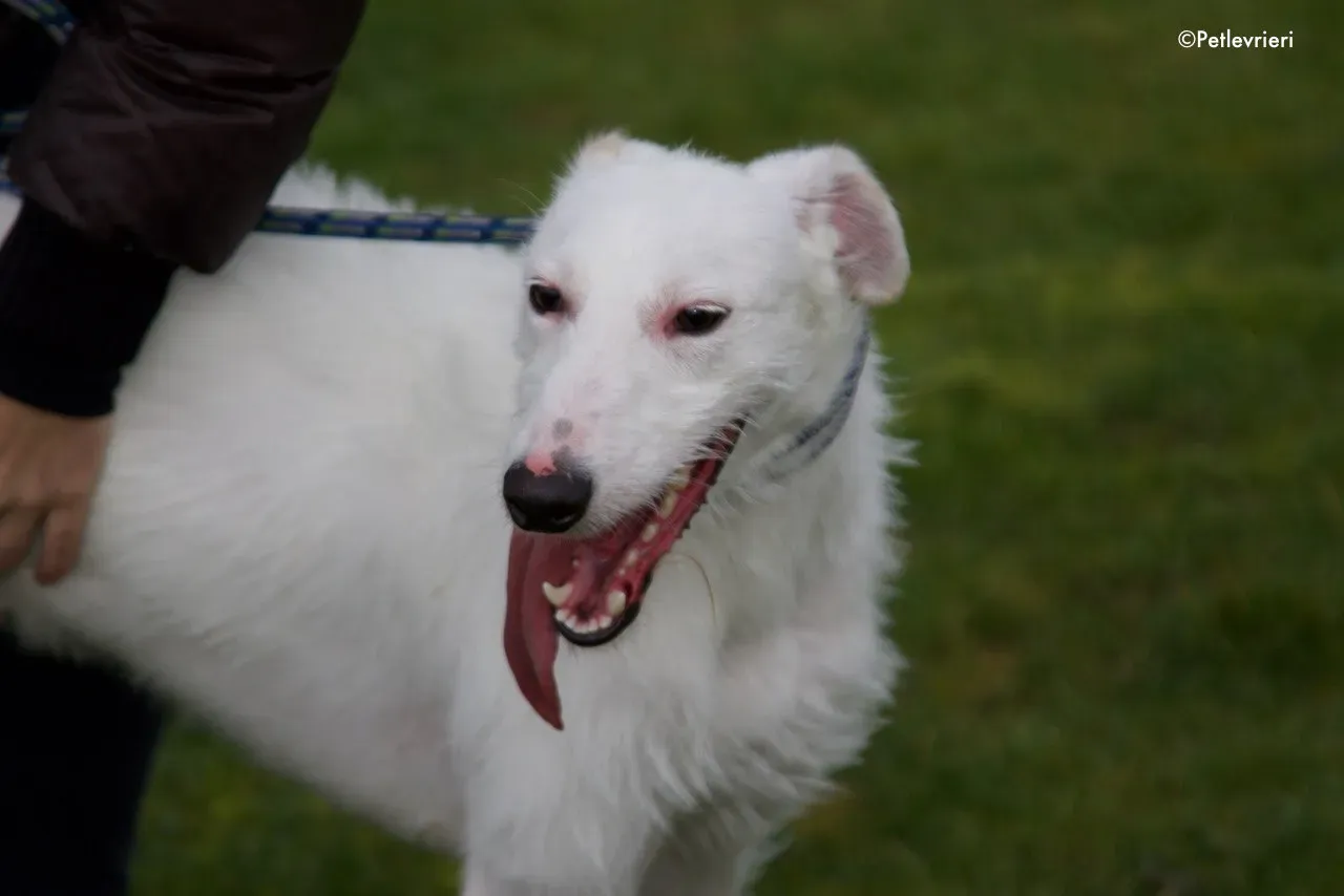 oryn adozione levrieri greyhound 7 1