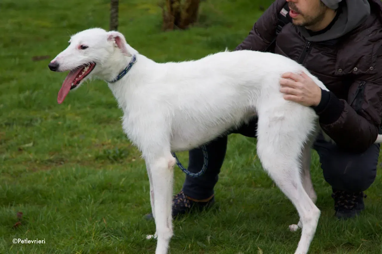 oryn adozione levrieri greyhound 8 1