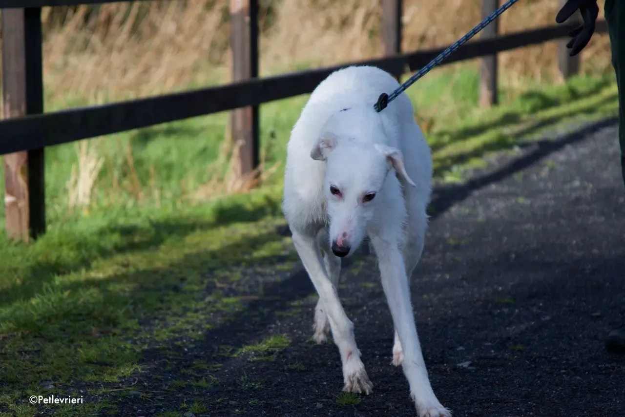oryn adozione levrieri greyhound 9 1