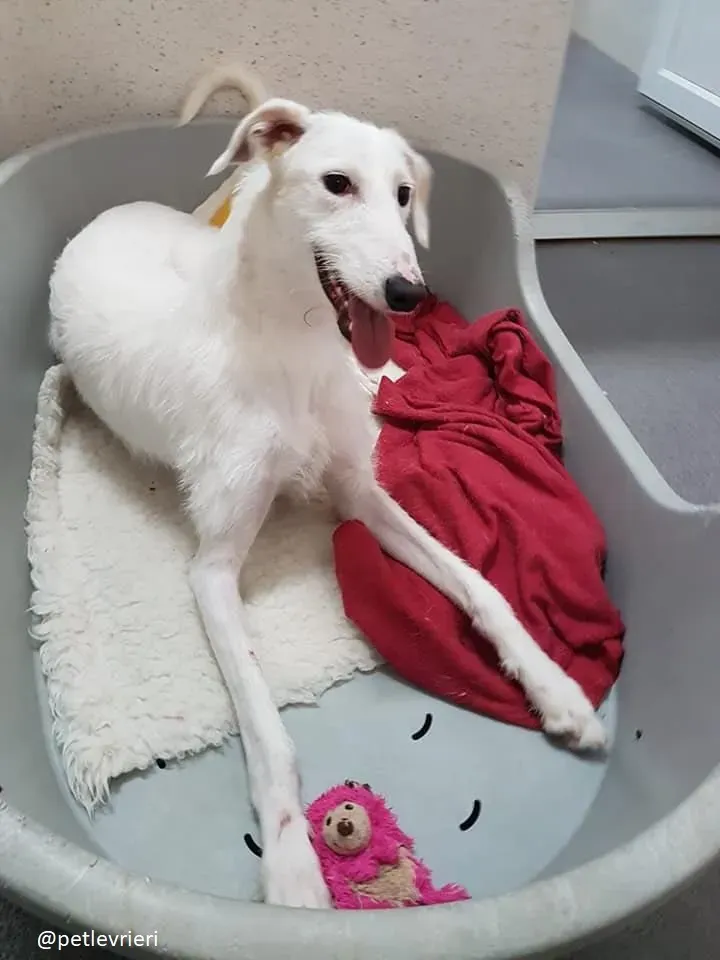 oryn adozione lurcher 19