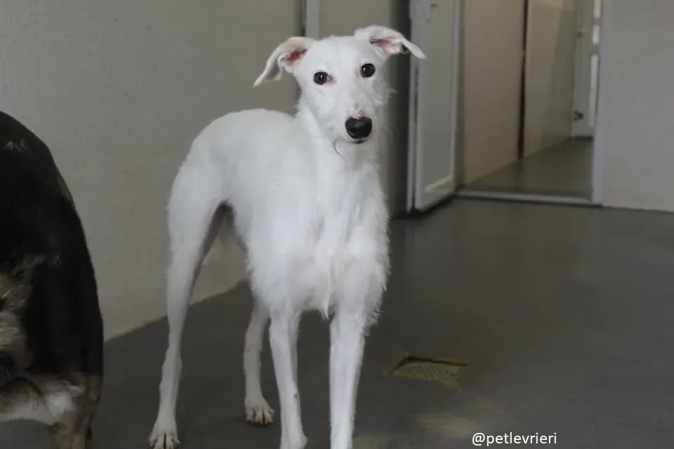 oryn adozione lurcher 20