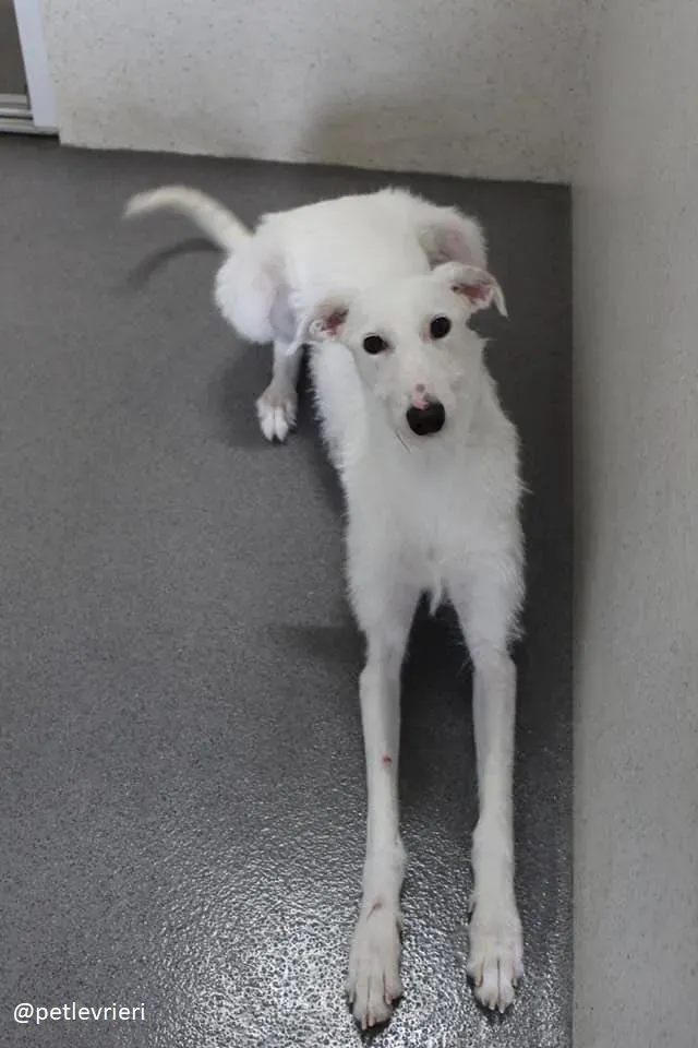 oryn adozione lurcher 21