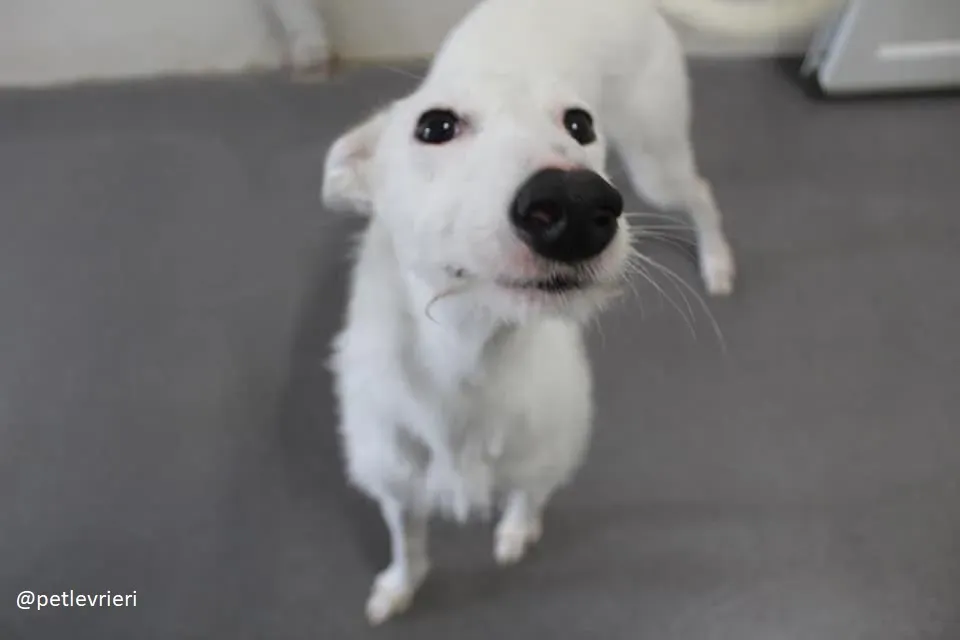 oryn adozione lurcher 22