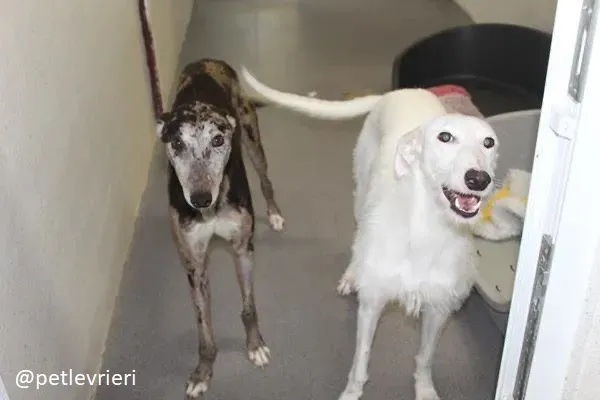 oryn adozione lurcher 23