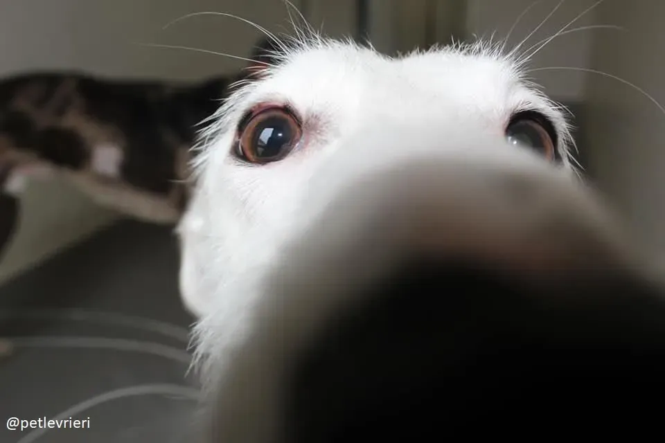 oryn adozione lurcher 24