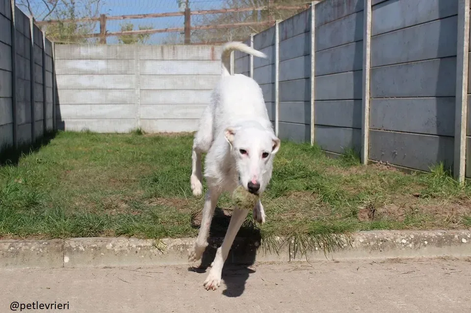 oryn adozione lurcher 5