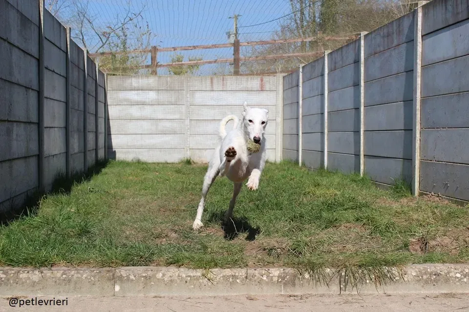 oryn adozione lurcher1