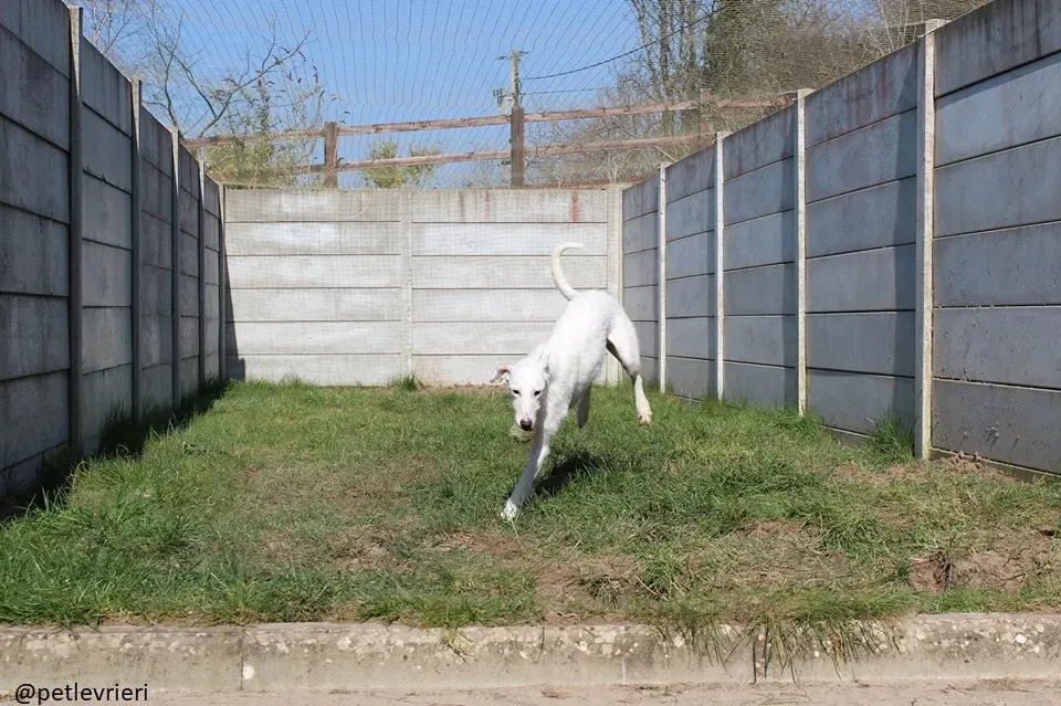 oryn adozione lurcher2