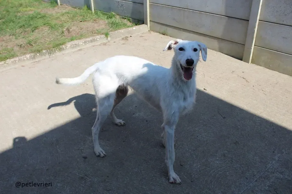 oryn adozione lurcher3