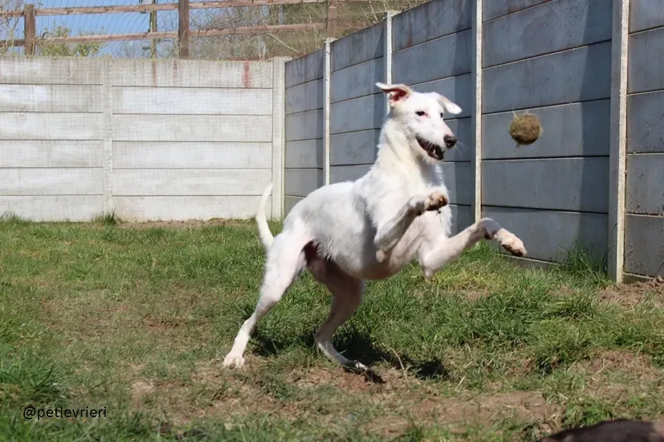oryn adozione lurcher4