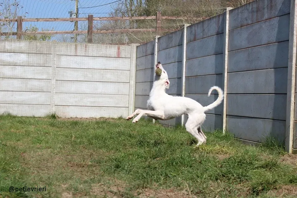 oryn adozione lurcher5