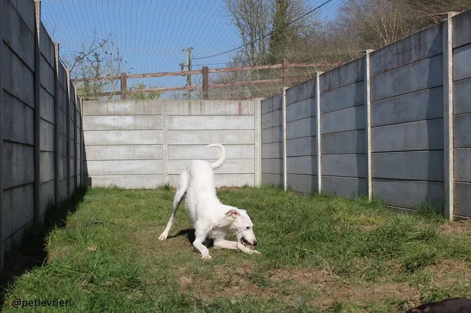 oryn adozione lurcher6