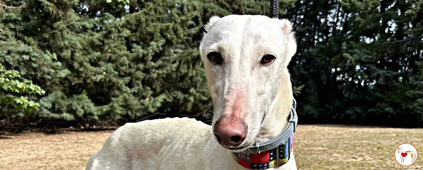 otto galgo 08 copertina