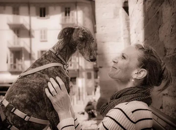 oudrey galgo pet levrieri foster