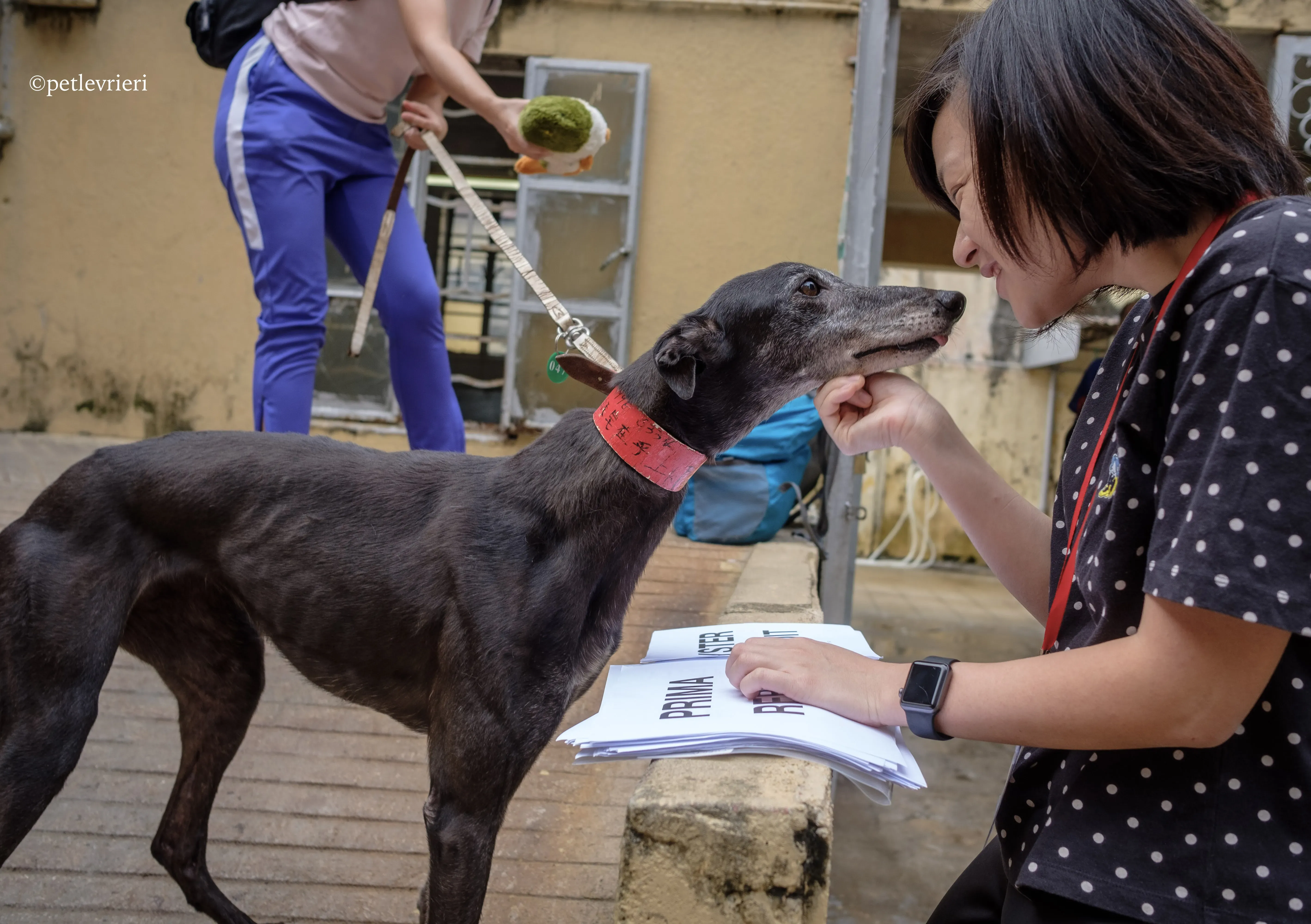 oyster credit adozione greyhound macao 1