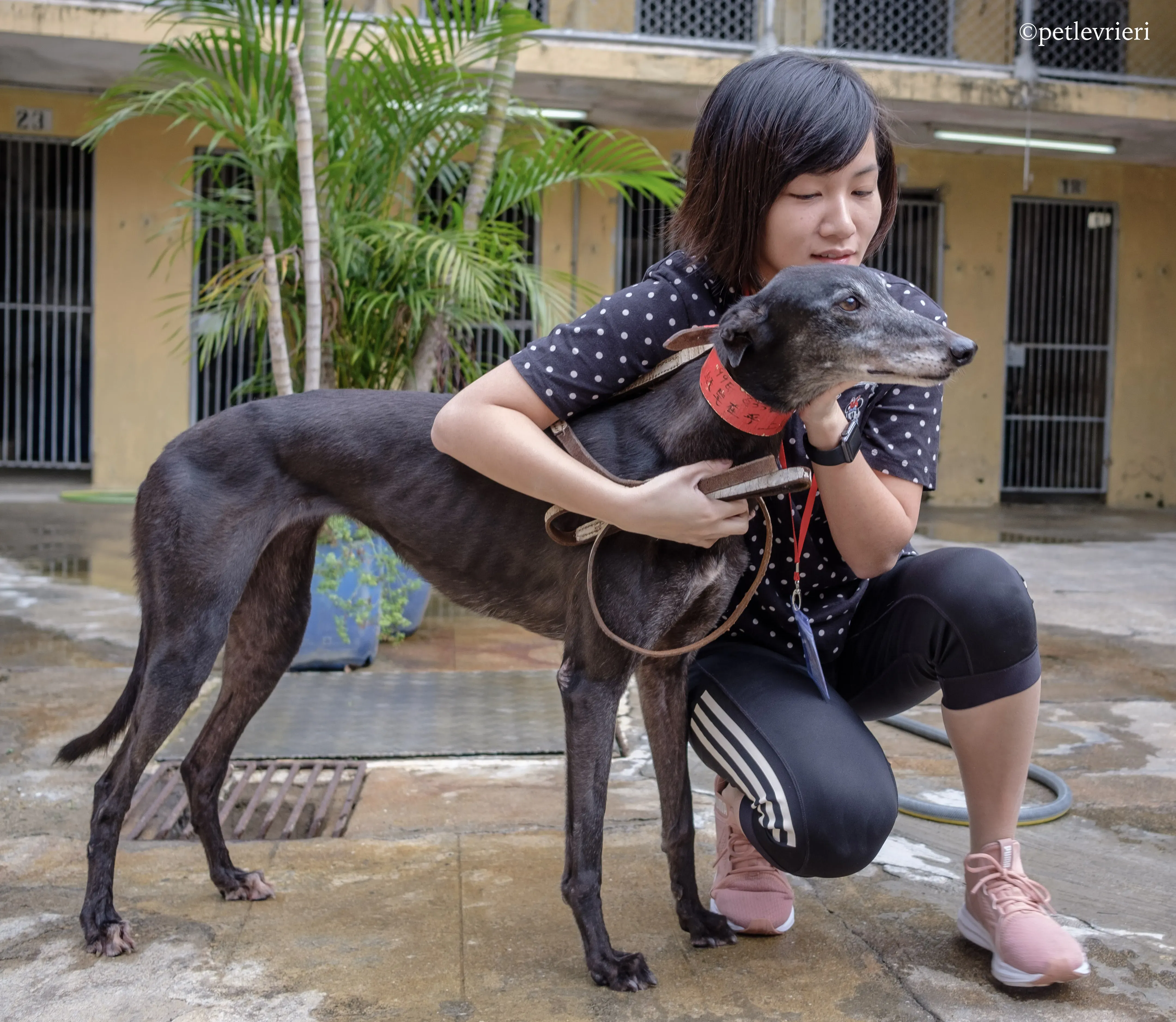 oyster credit adozione greyhound macao 10