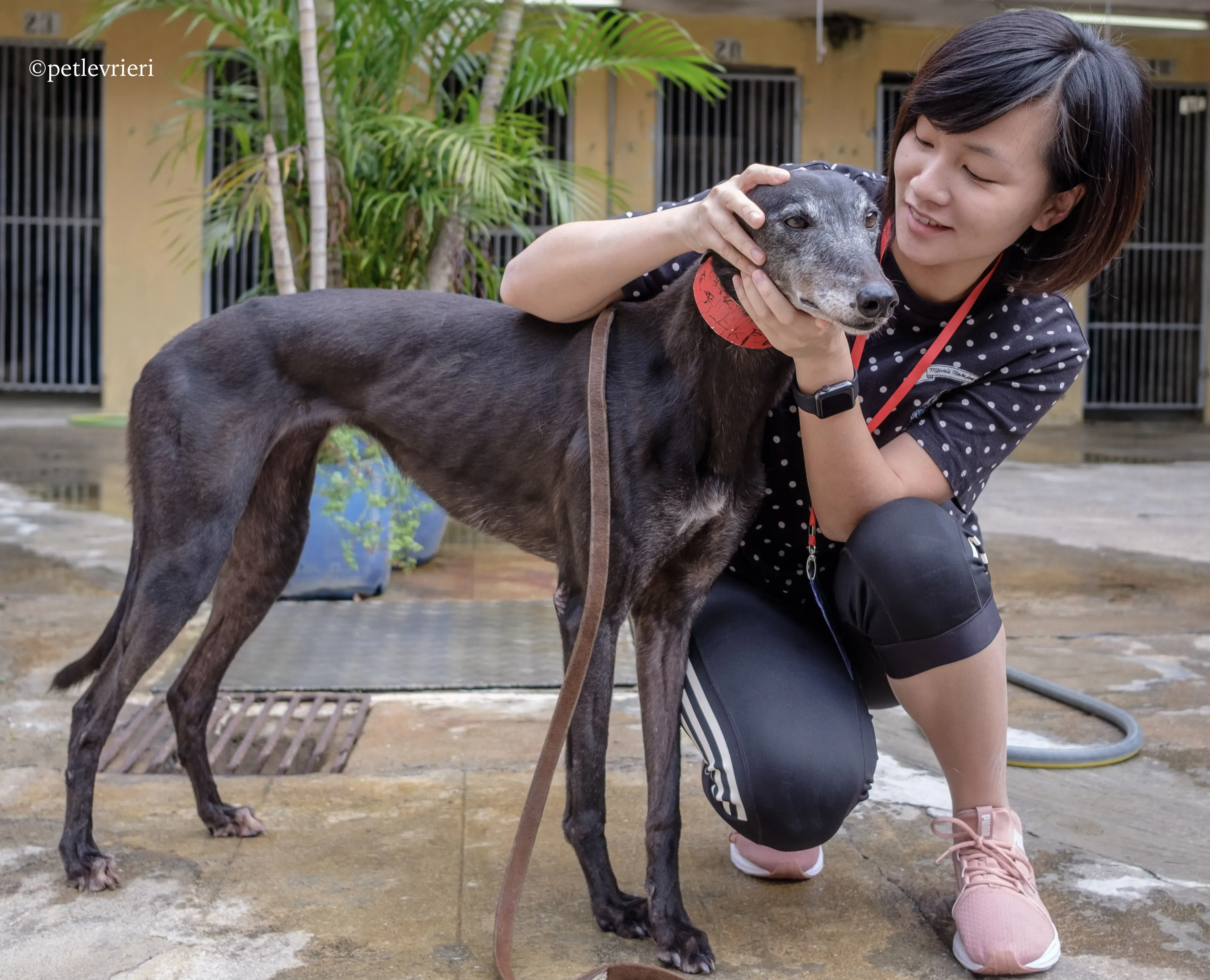 oyster credit adozione greyhound macao 11