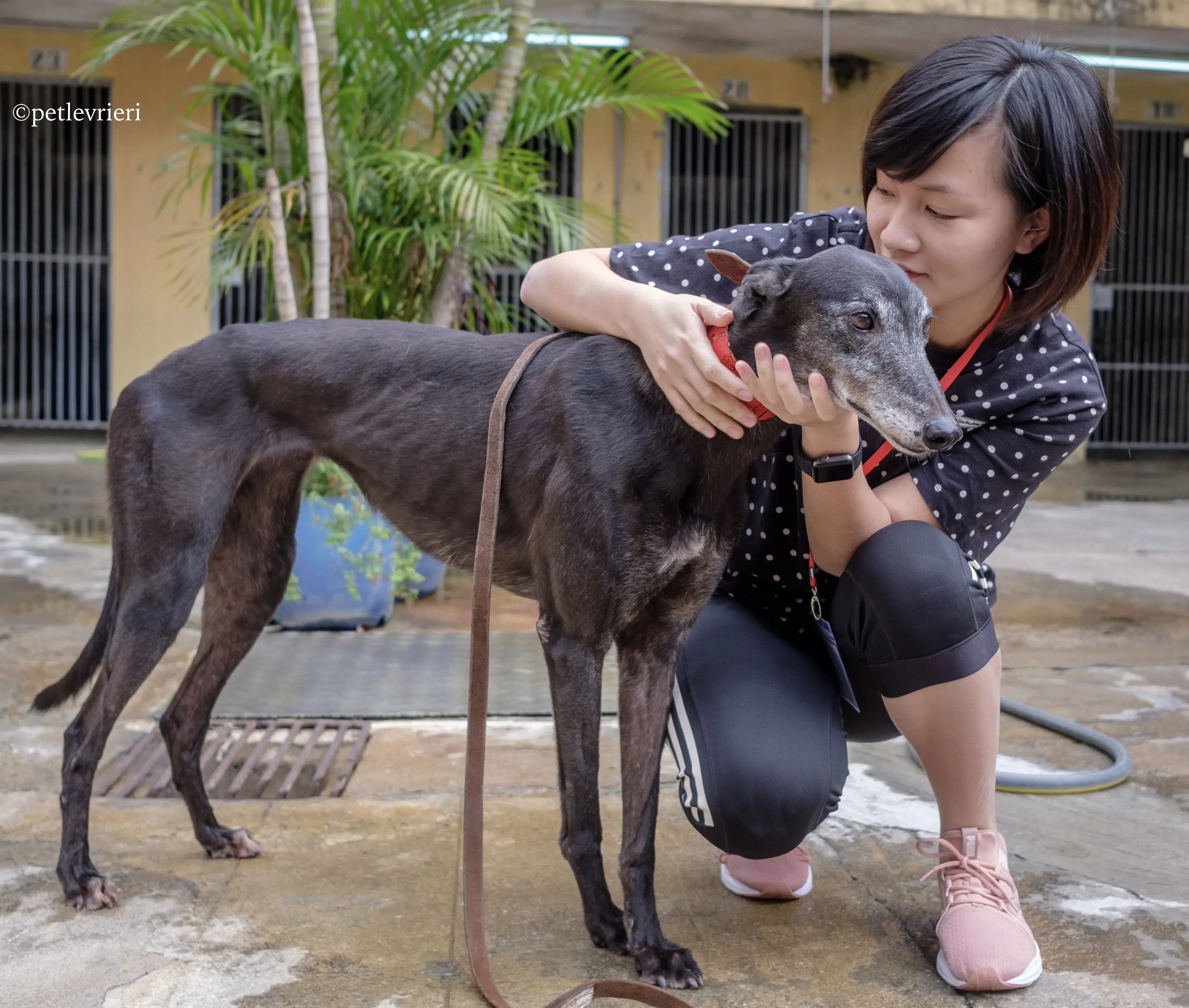 oyster credit adozione greyhound macao 12