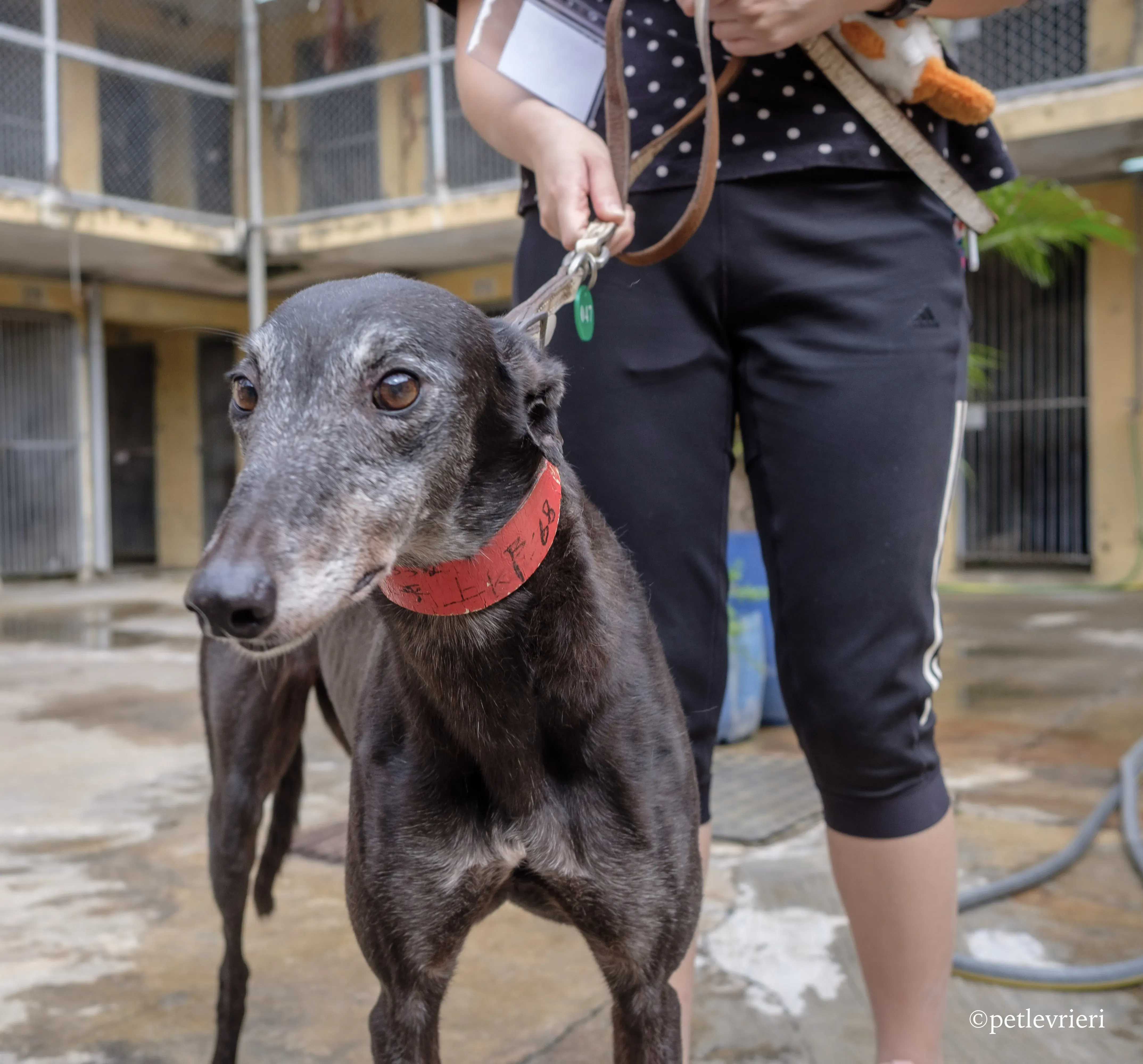 oyster credit adozione greyhound macao 13