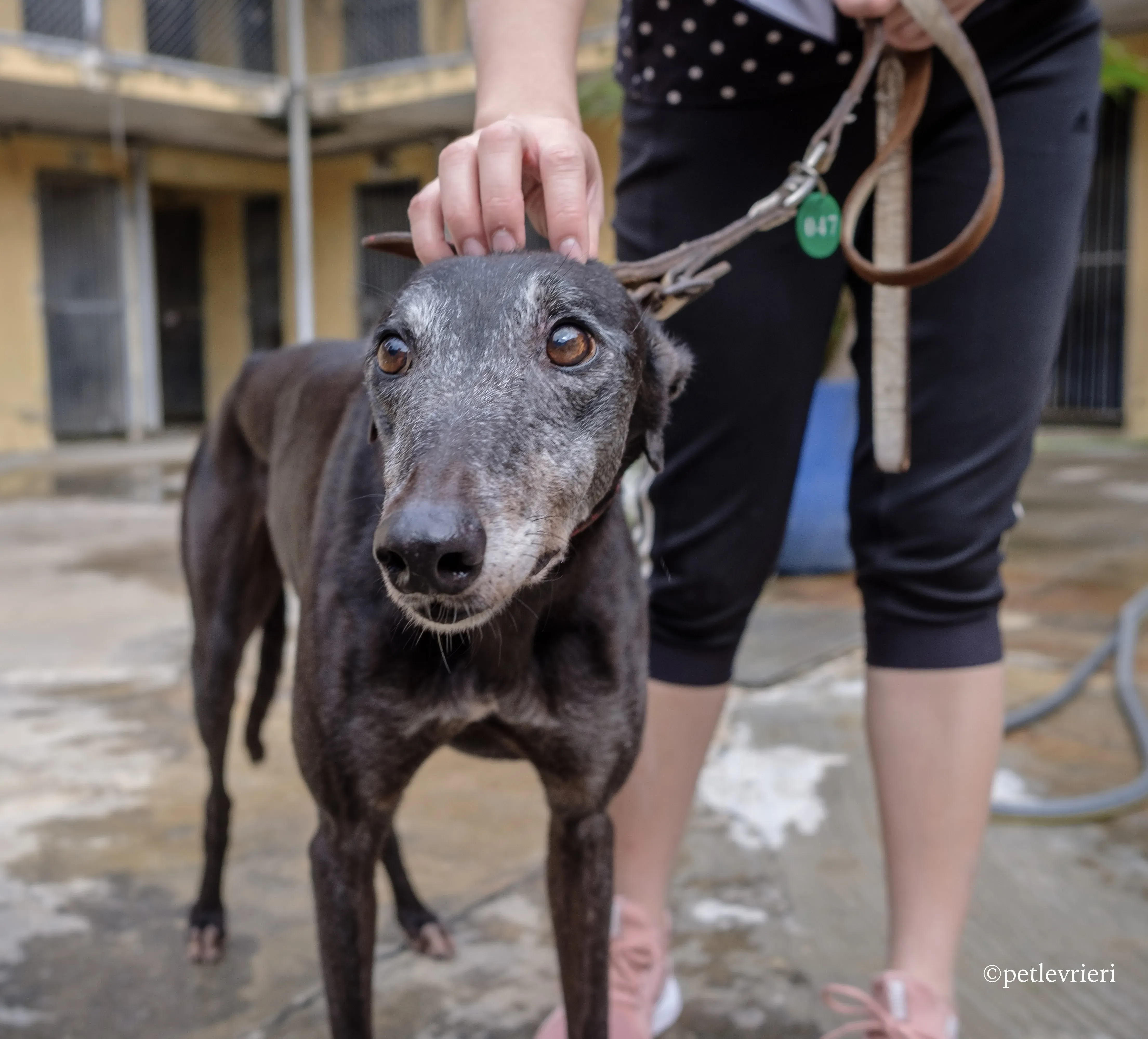 oyster credit adozione greyhound macao 14