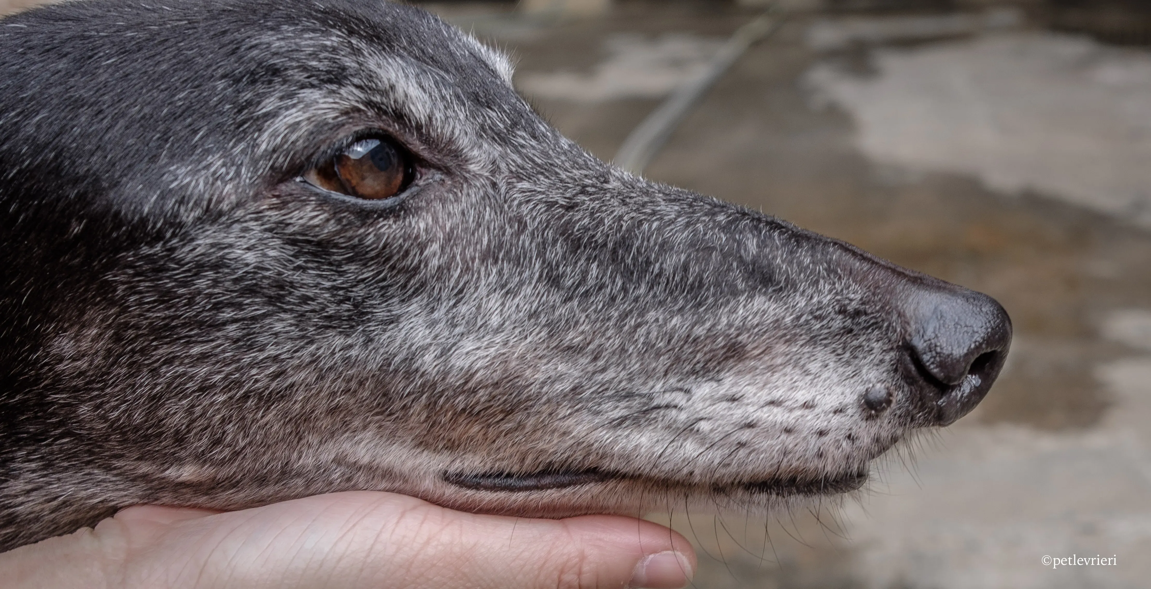 oyster credit adozione greyhound macao 15