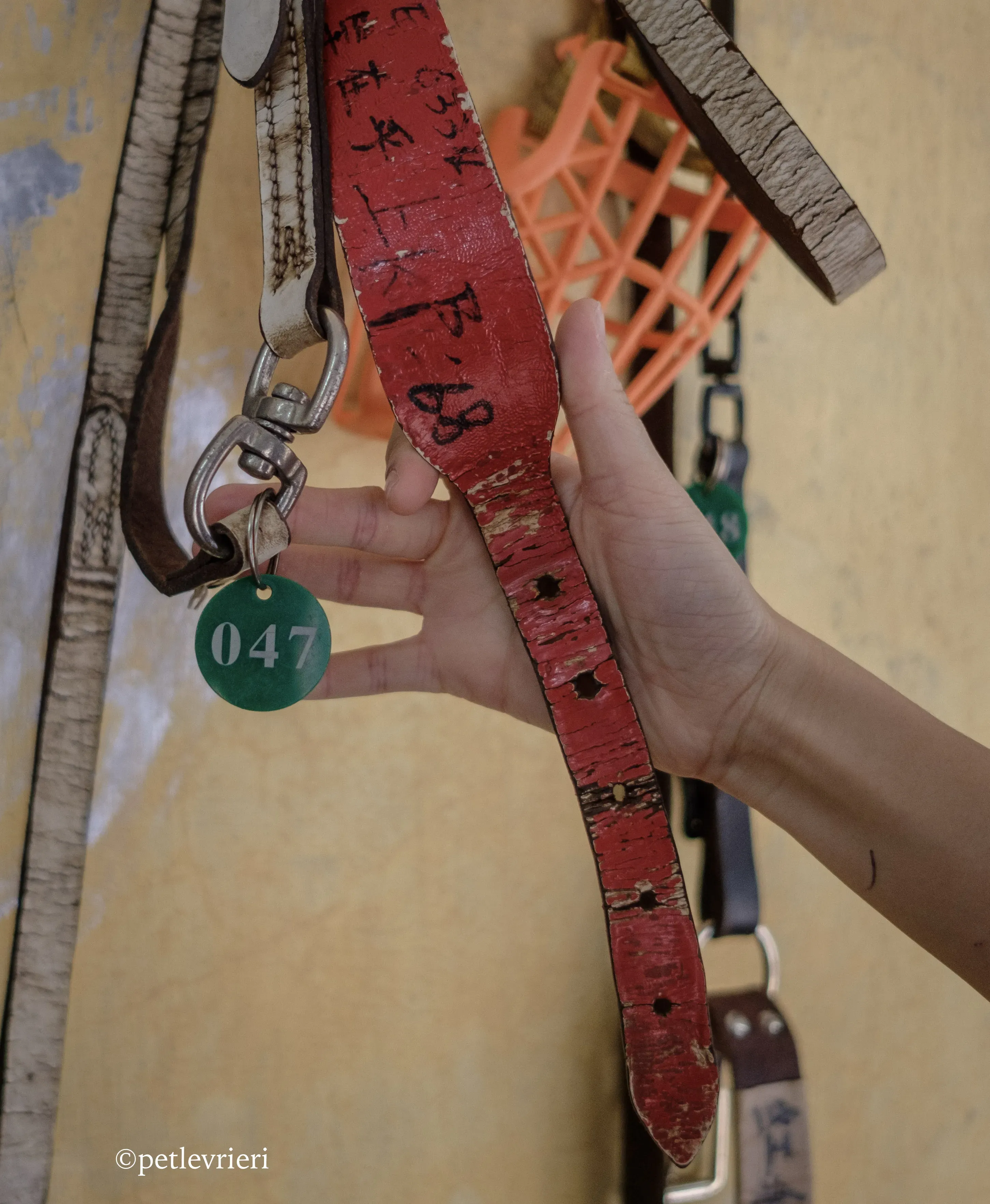 oyster credit adozione greyhound macao 16