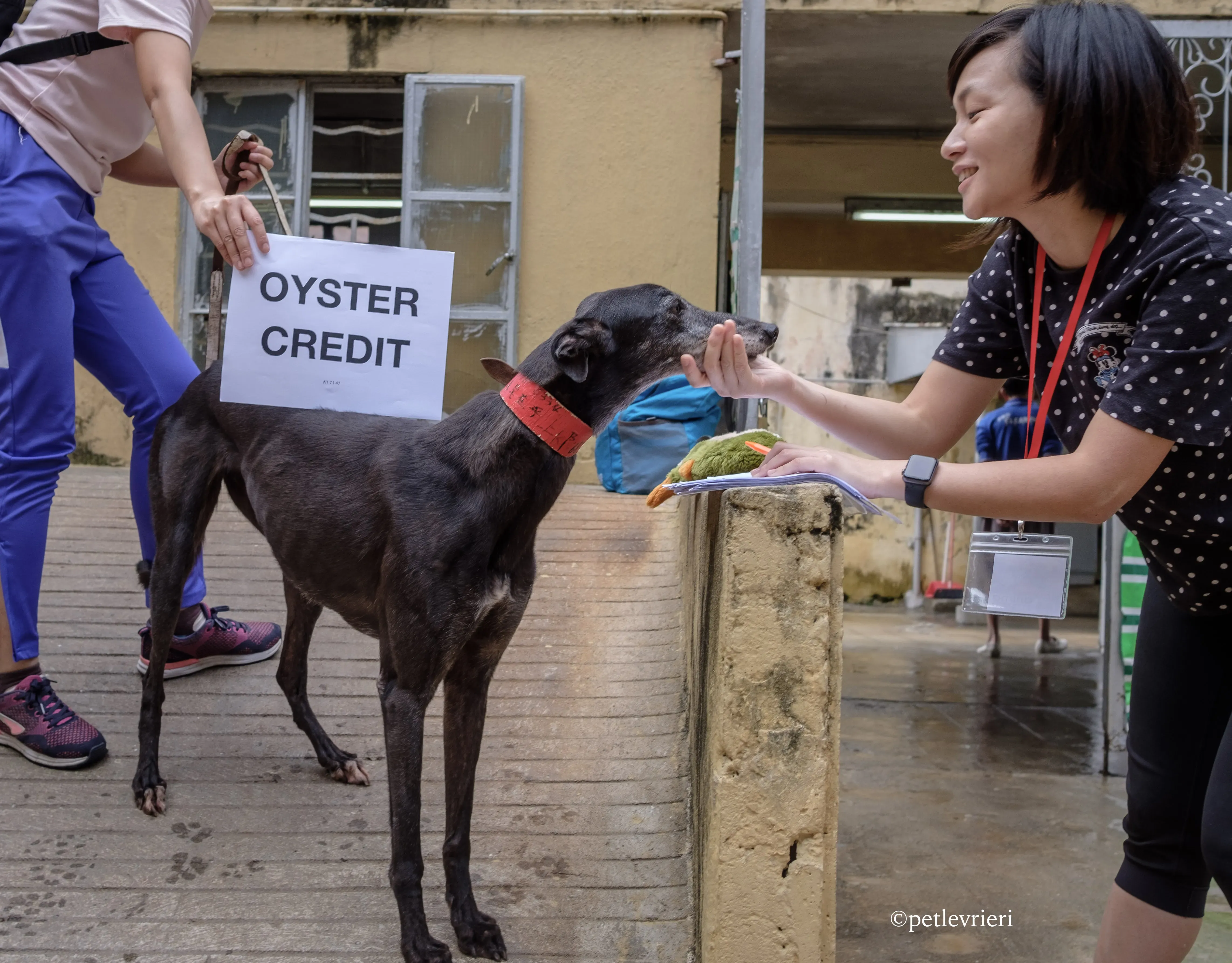 oyster credit adozione greyhound macao 2