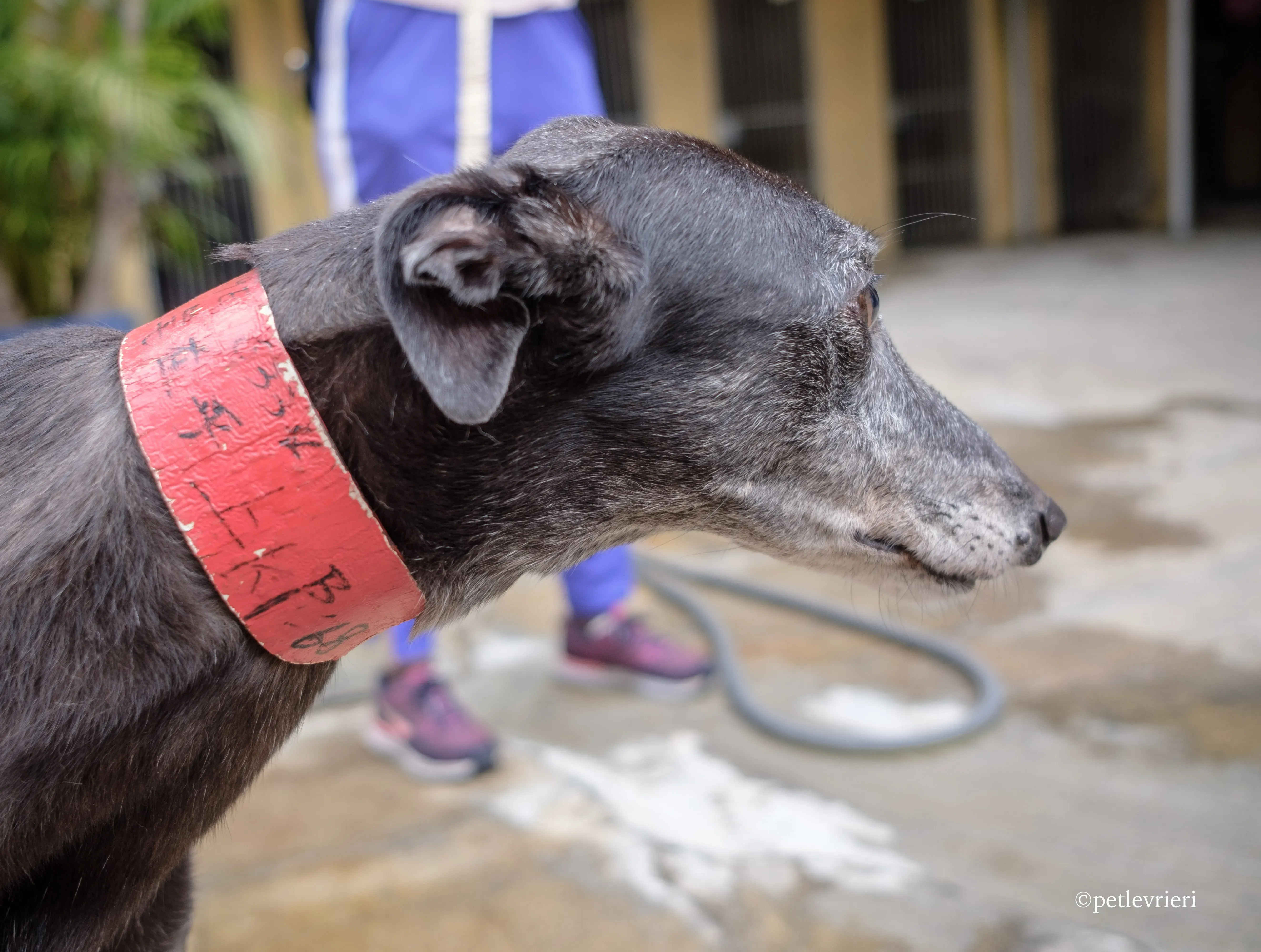 oyster credit adozione greyhound macao 3