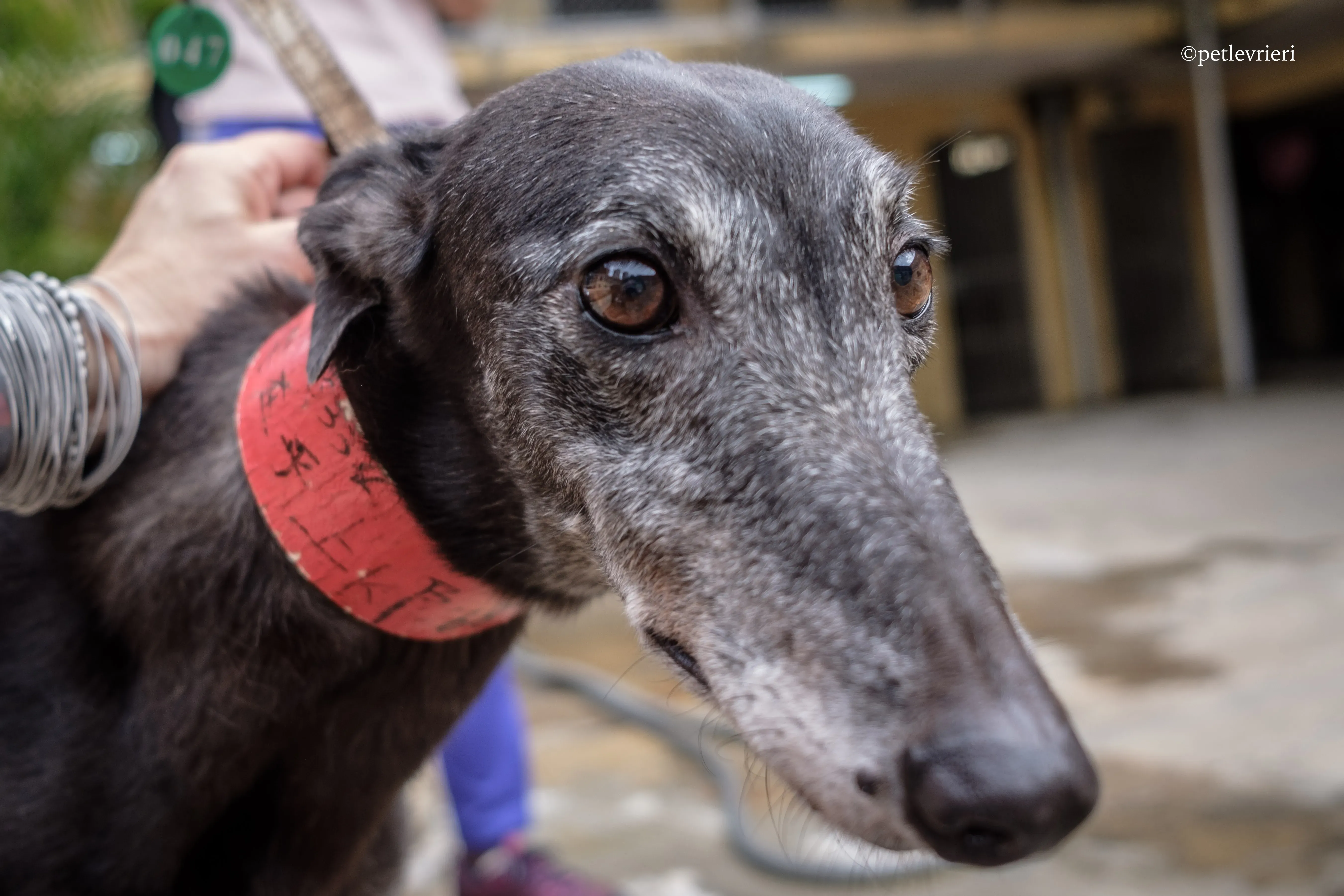 oyster credit adozione greyhound macao 4