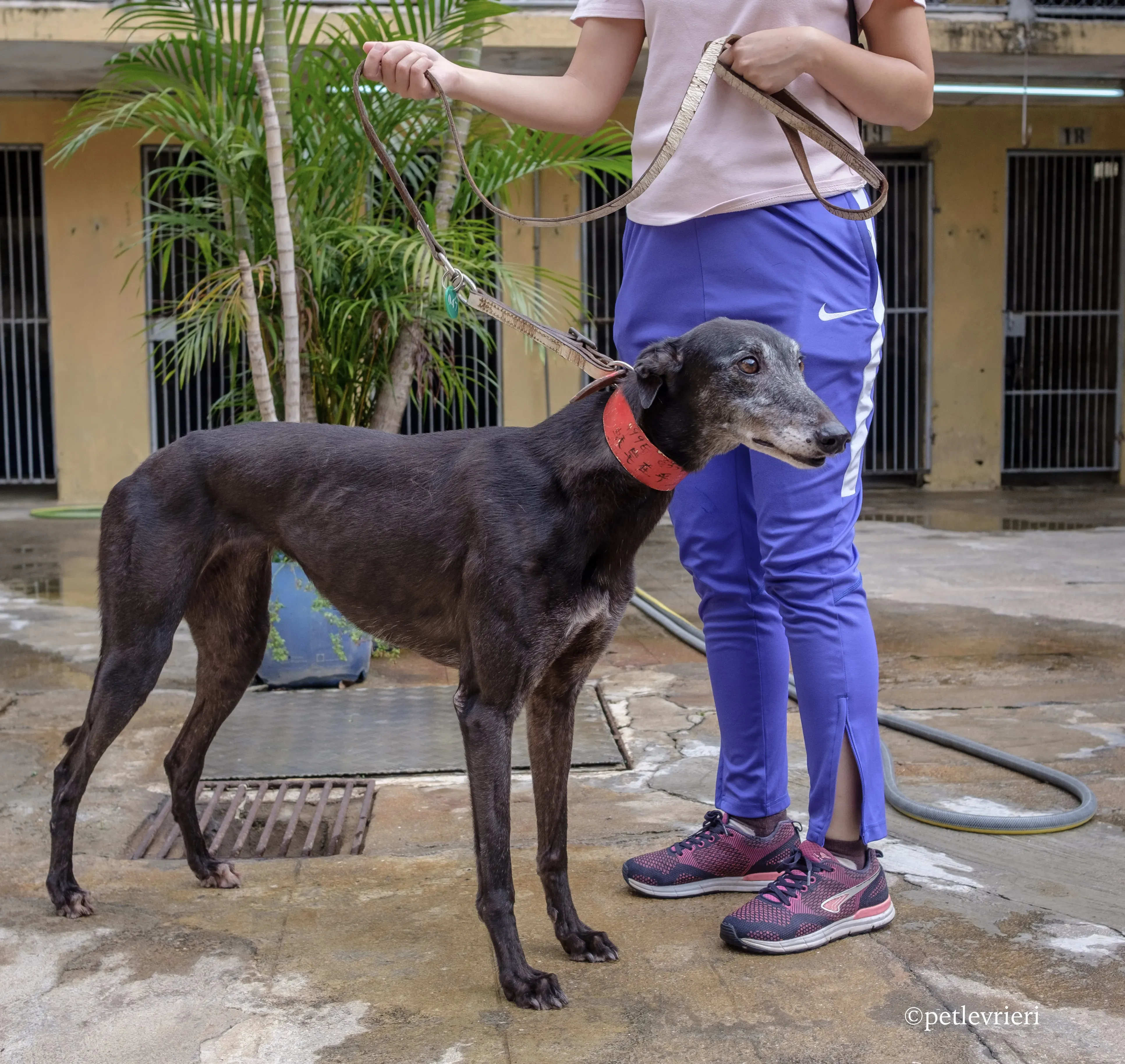 oyster credit adozione greyhound macao 5