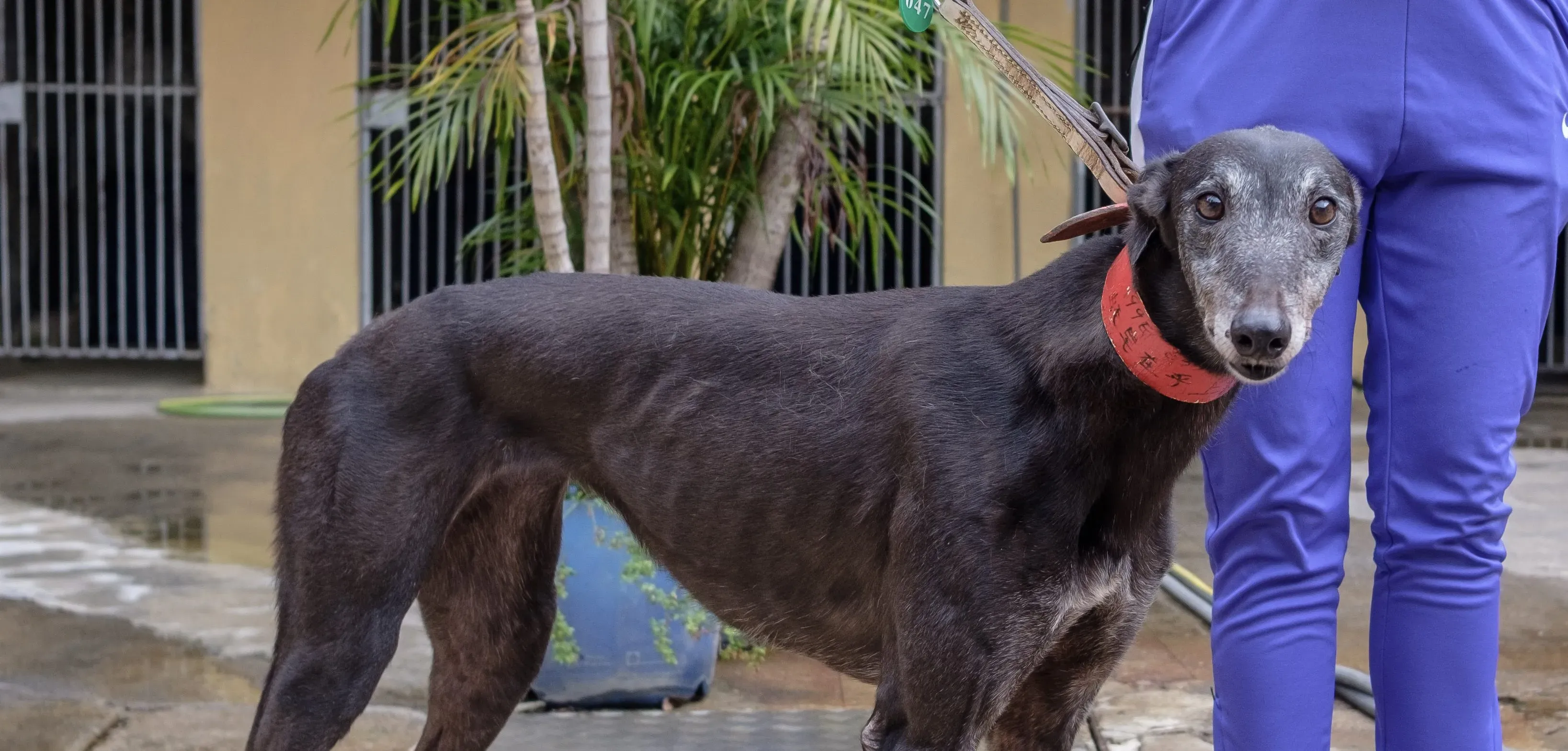 oyster credit adozione greyhound macao 6 e1544275351538