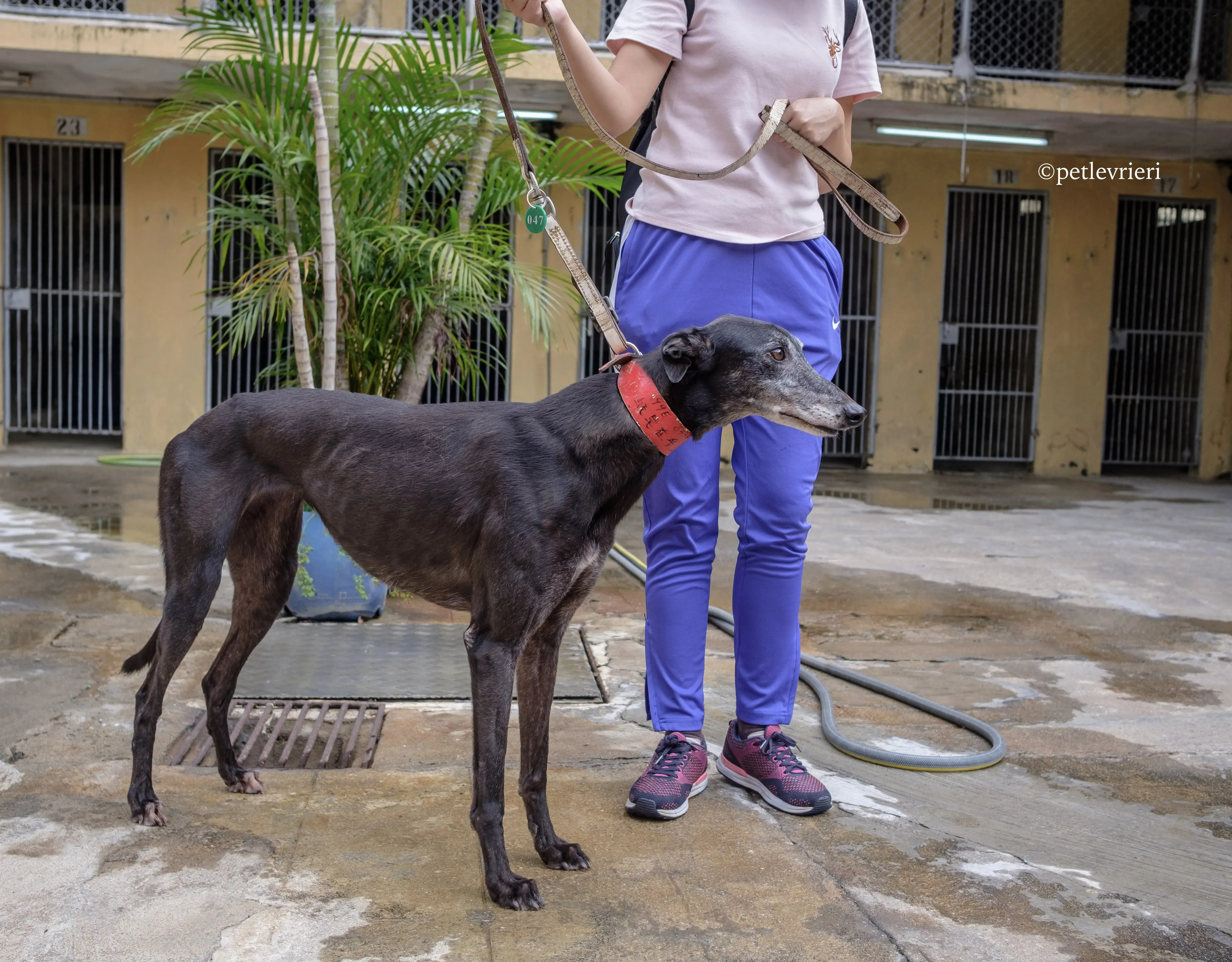 oyster credit adozione greyhound macao 7