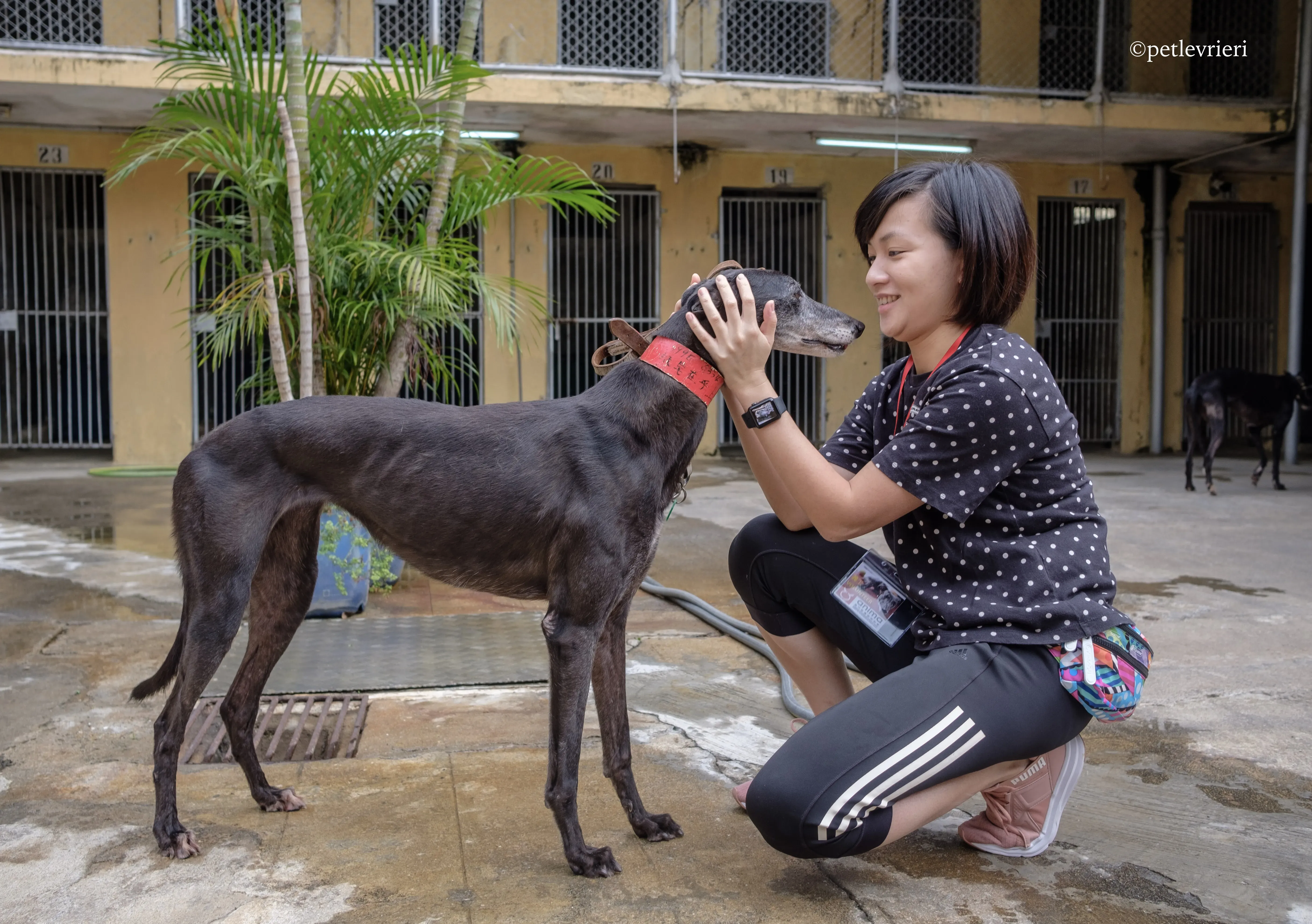 oyster credit adozione greyhound macao 8