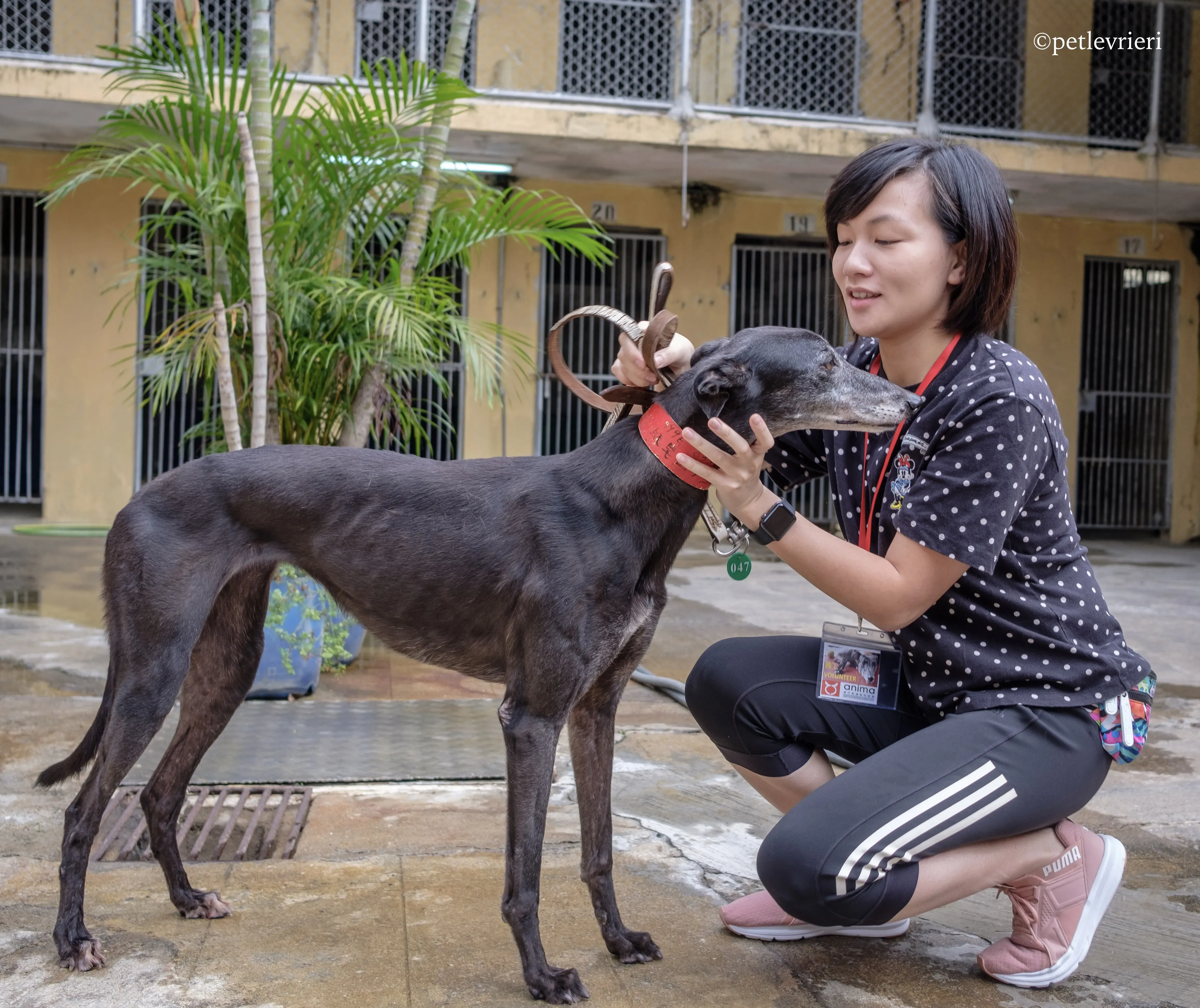 oyster credit adozione greyhound macao 9