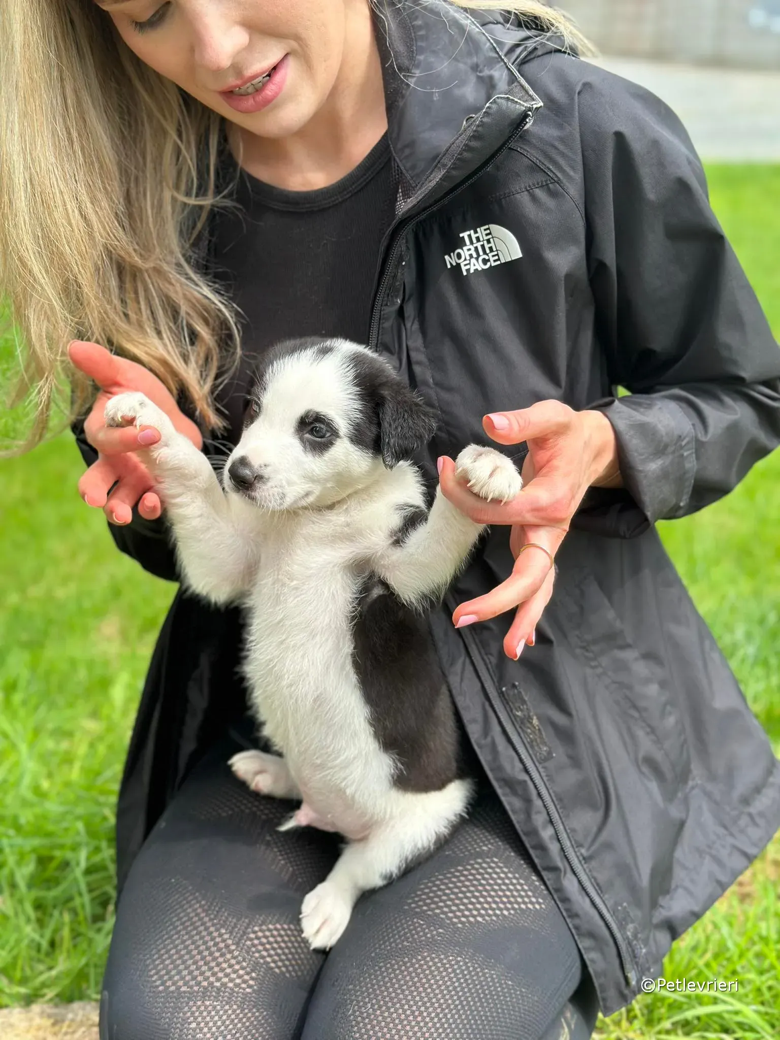 ozzie adozione greyhound petlevrieri 01 1