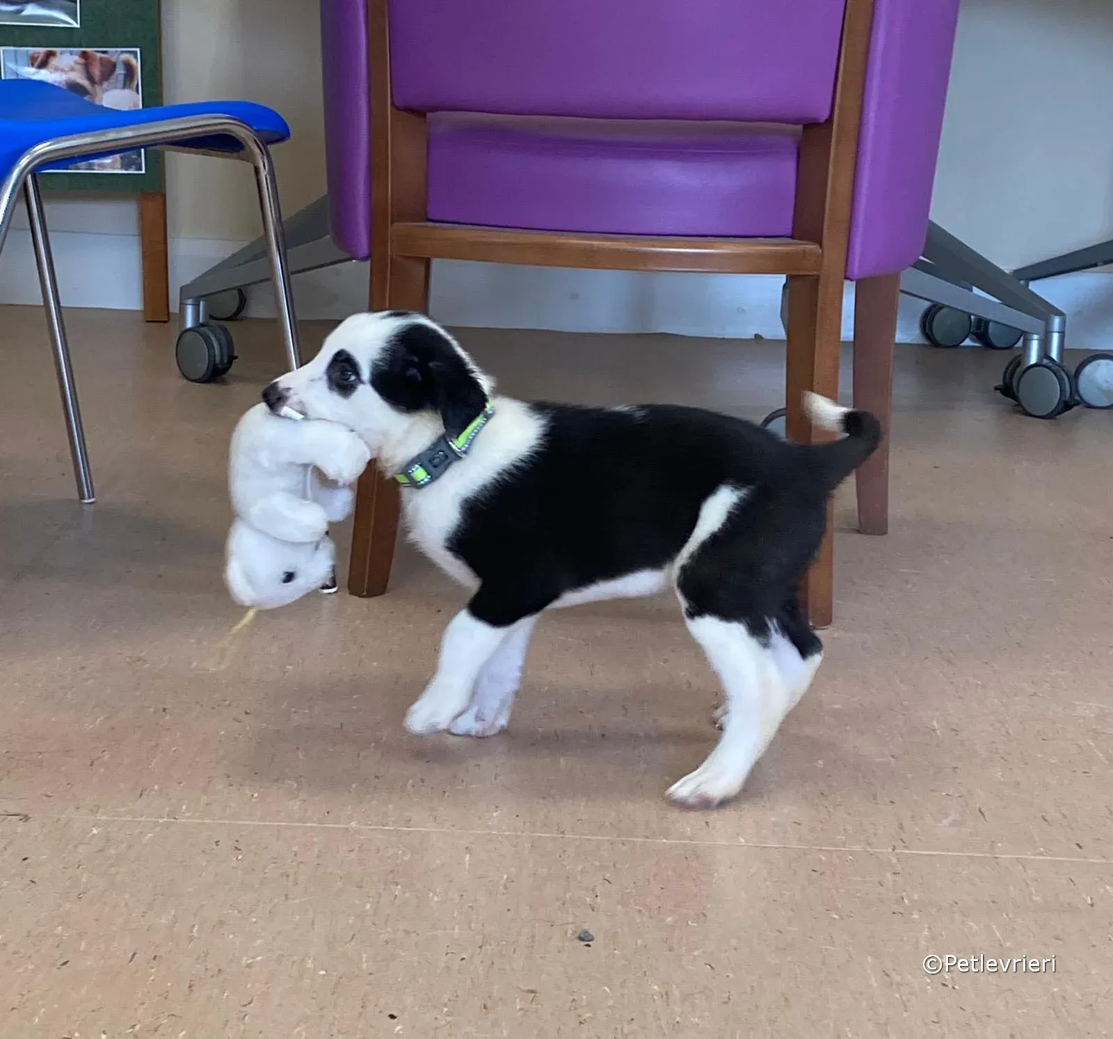 ozzie adozione greyhound petlevrieri 01 2