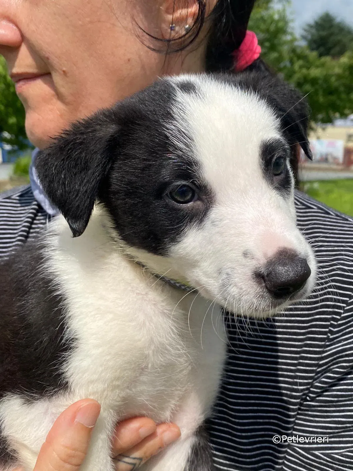 ozzie adozione greyhound petlevrieri 02