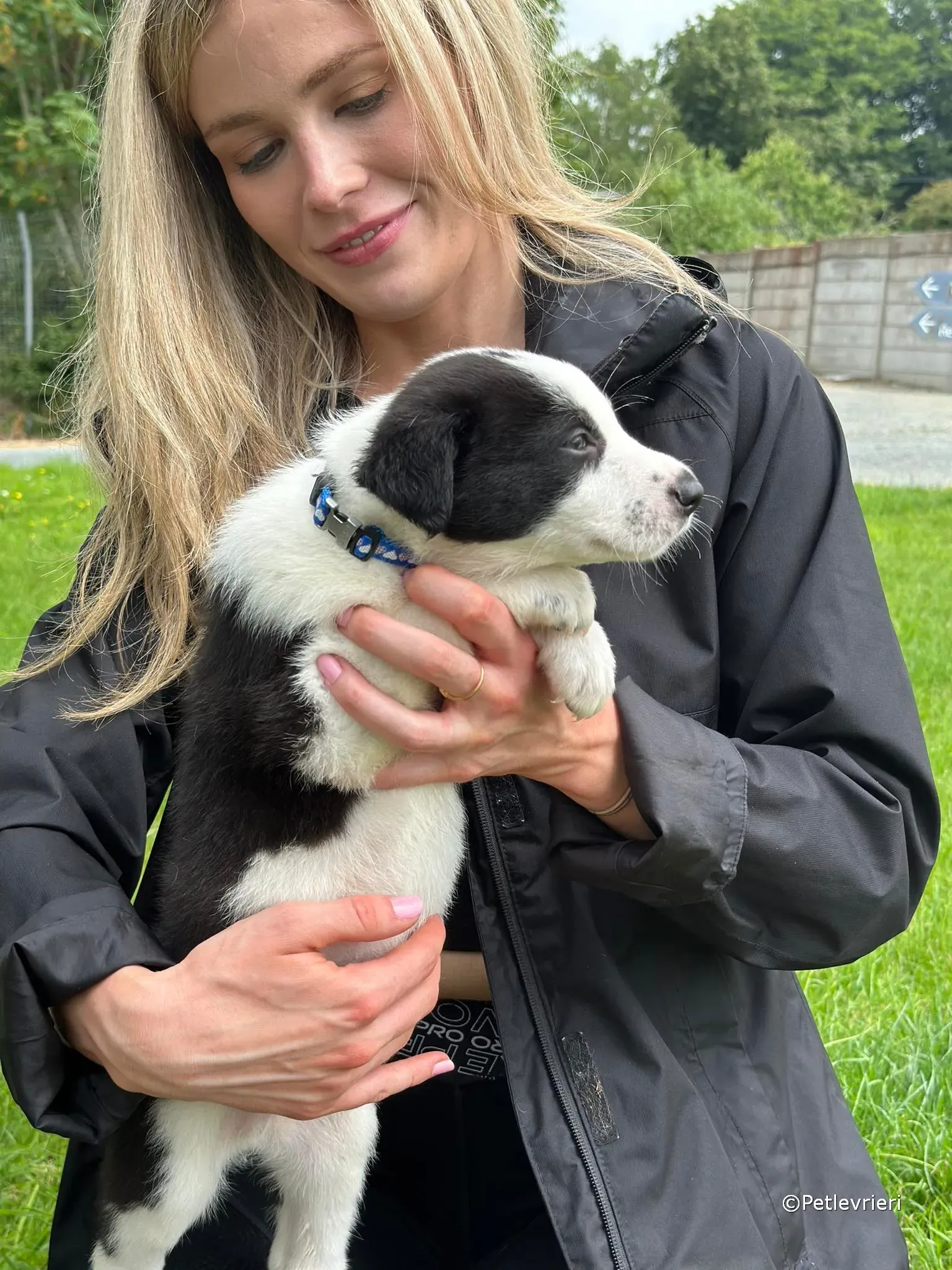 ozzie adozione greyhound petlevrieri 03 1