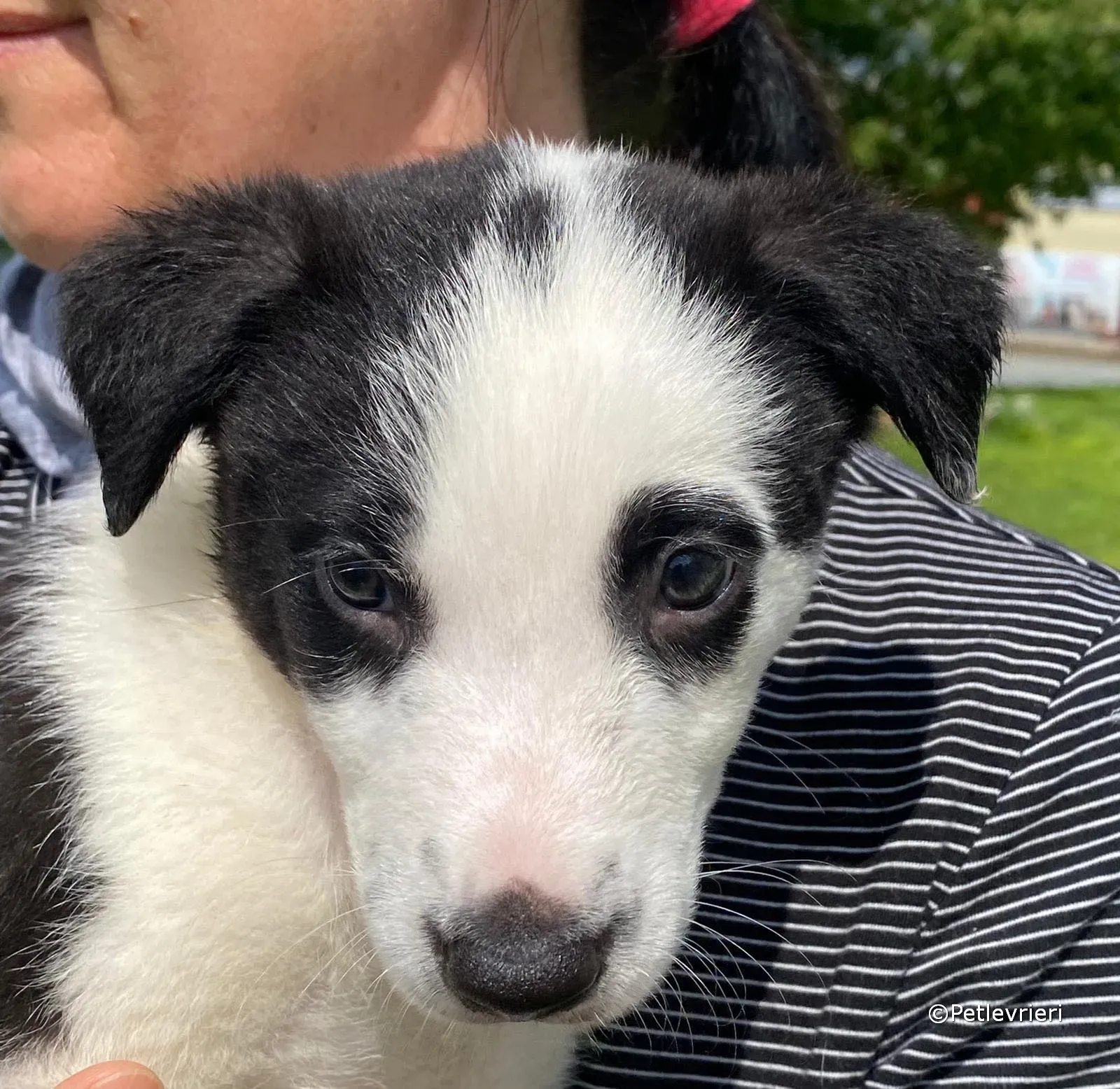 ozzie adozione greyhound petlevrieri 03 2