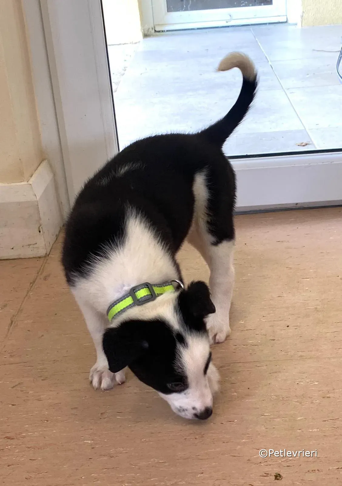 ozzie adozione greyhound petlevrieri 04