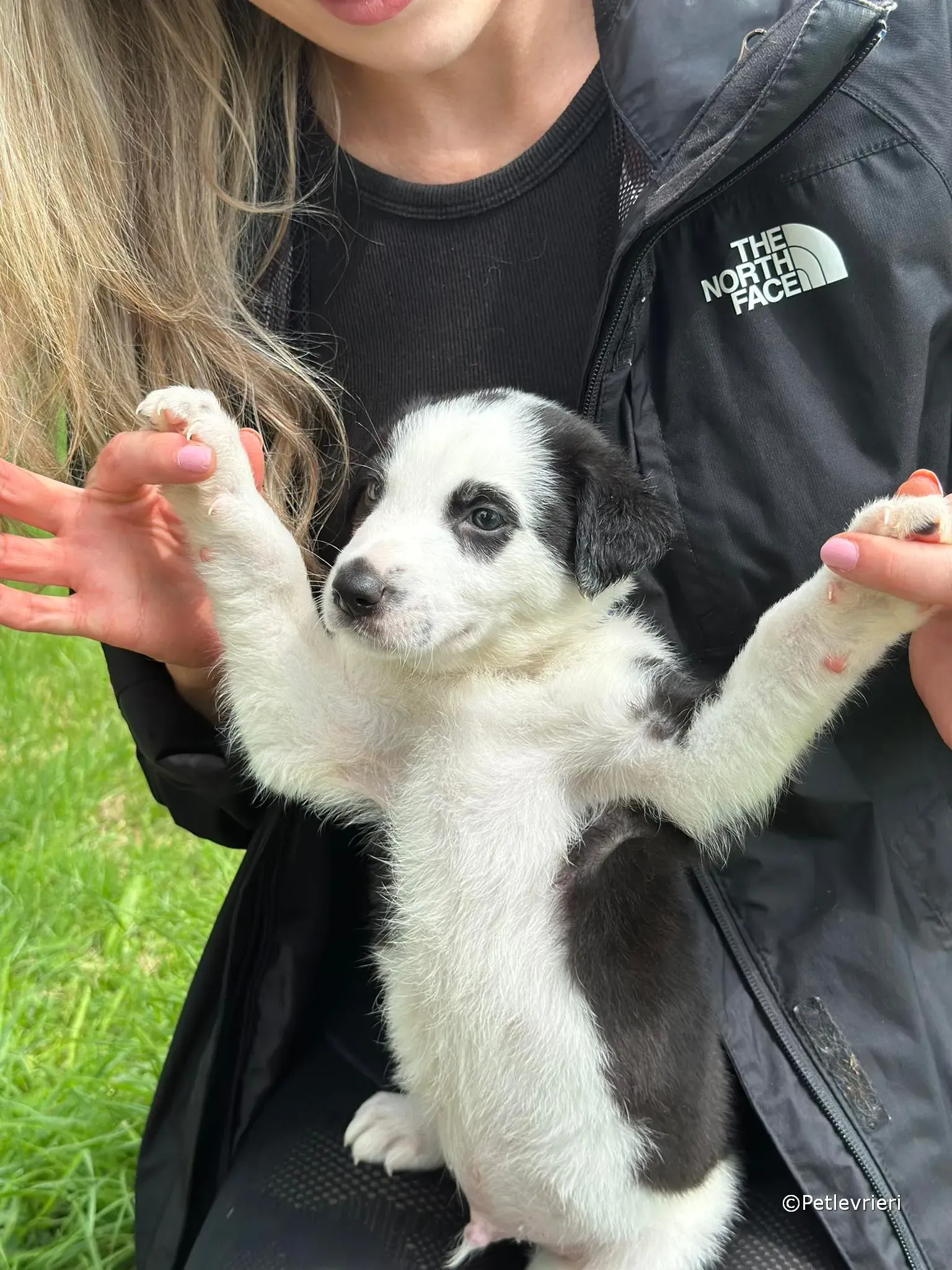 ozzie adozione greyhound petlevrieri 05 1