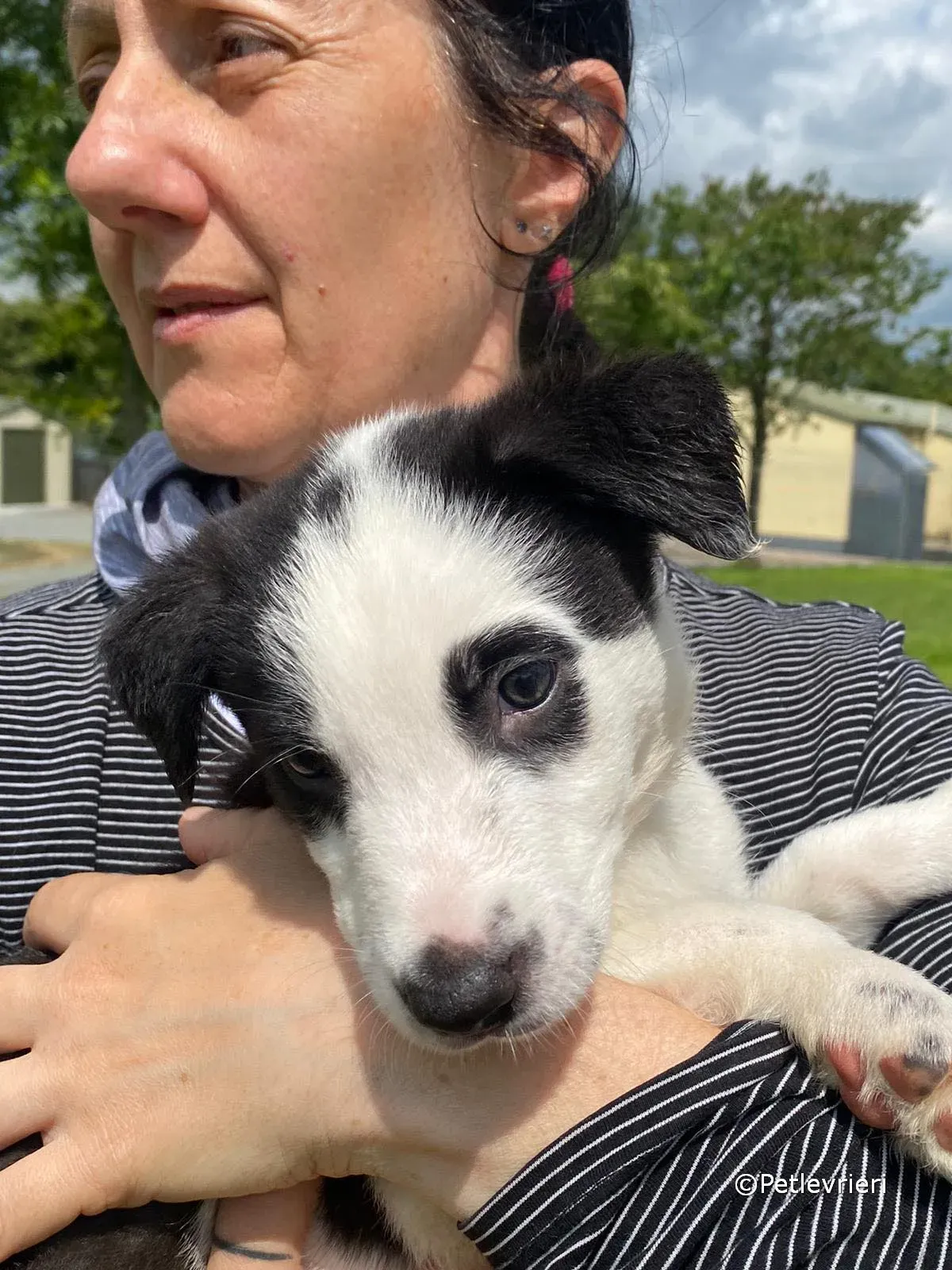 ozzie adozione greyhound petlevrieri 05 2