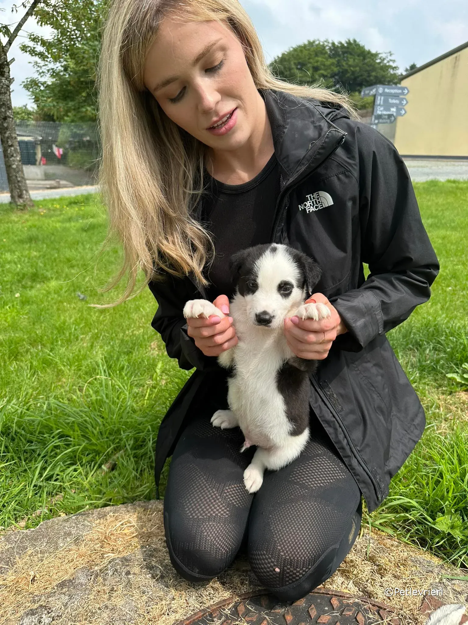 ozzie adozione greyhound petlevrieri 06 1