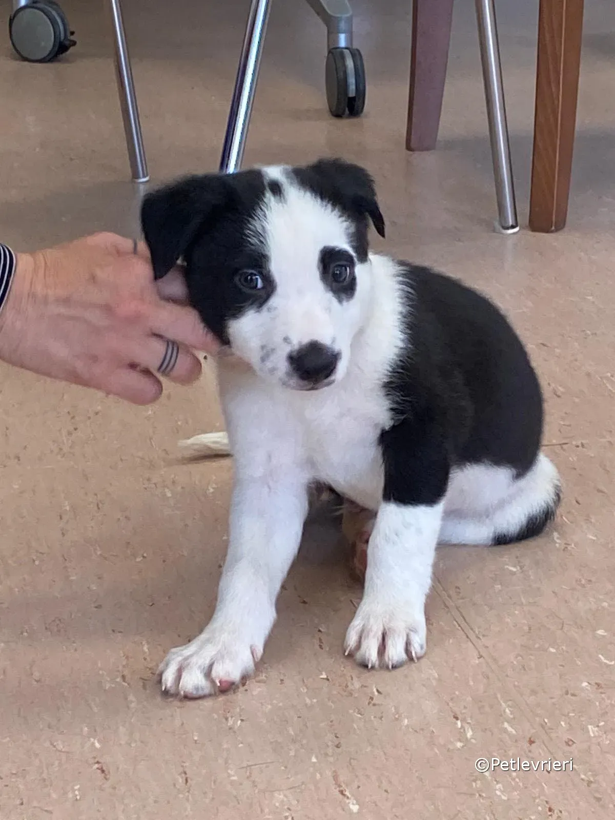 ozzie adozione greyhound petlevrieri 06 2