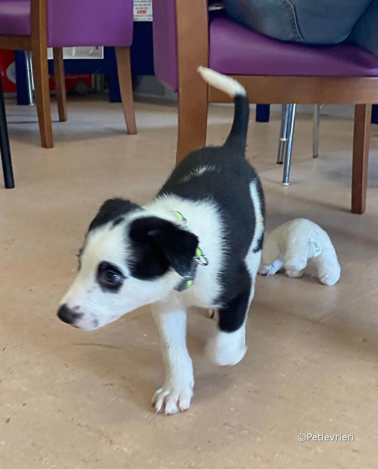 ozzie adozione greyhound petlevrieri 07