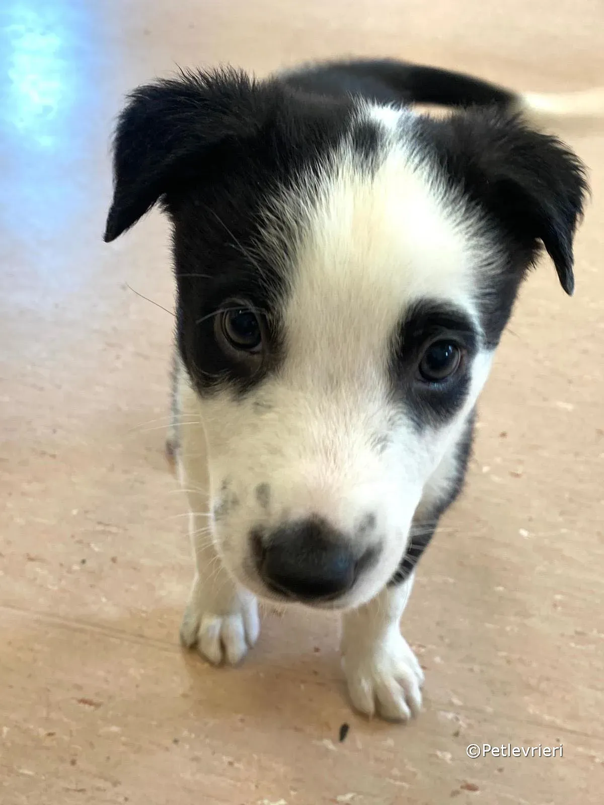 ozzie adozione greyhound petlevrieri 08