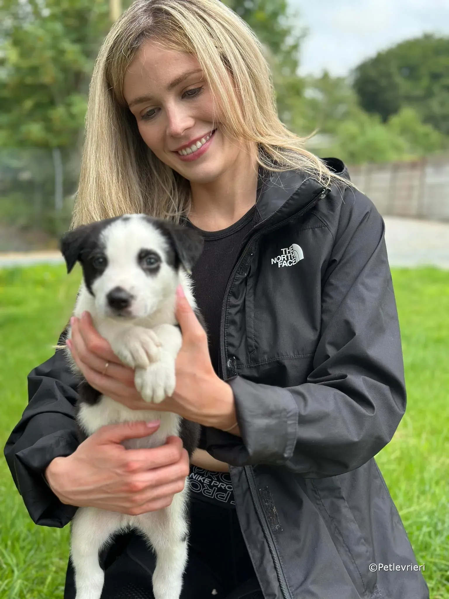 ozzie adozione greyhound petlevrieri 09 1