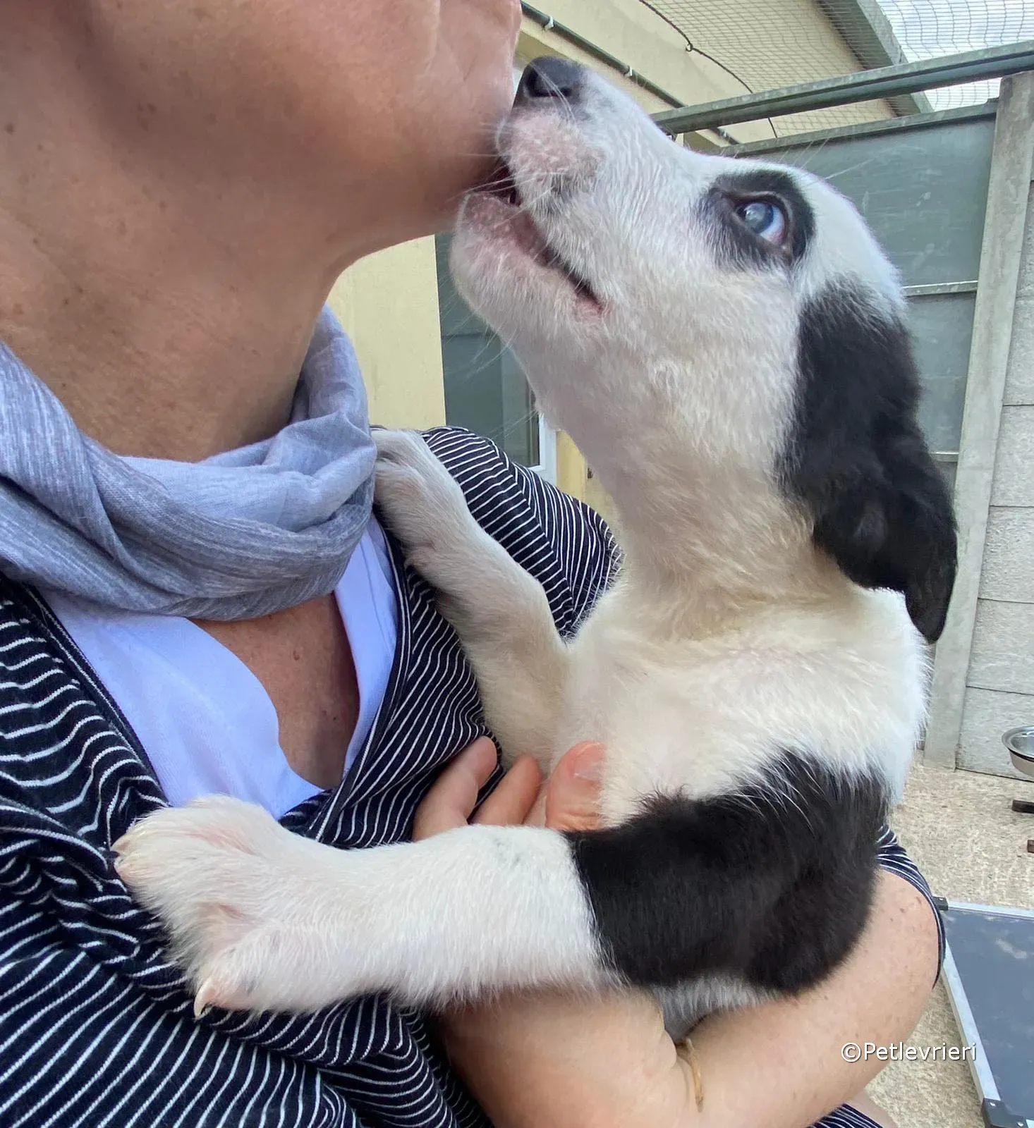 ozzie adozione greyhound petlevrieri 09 2