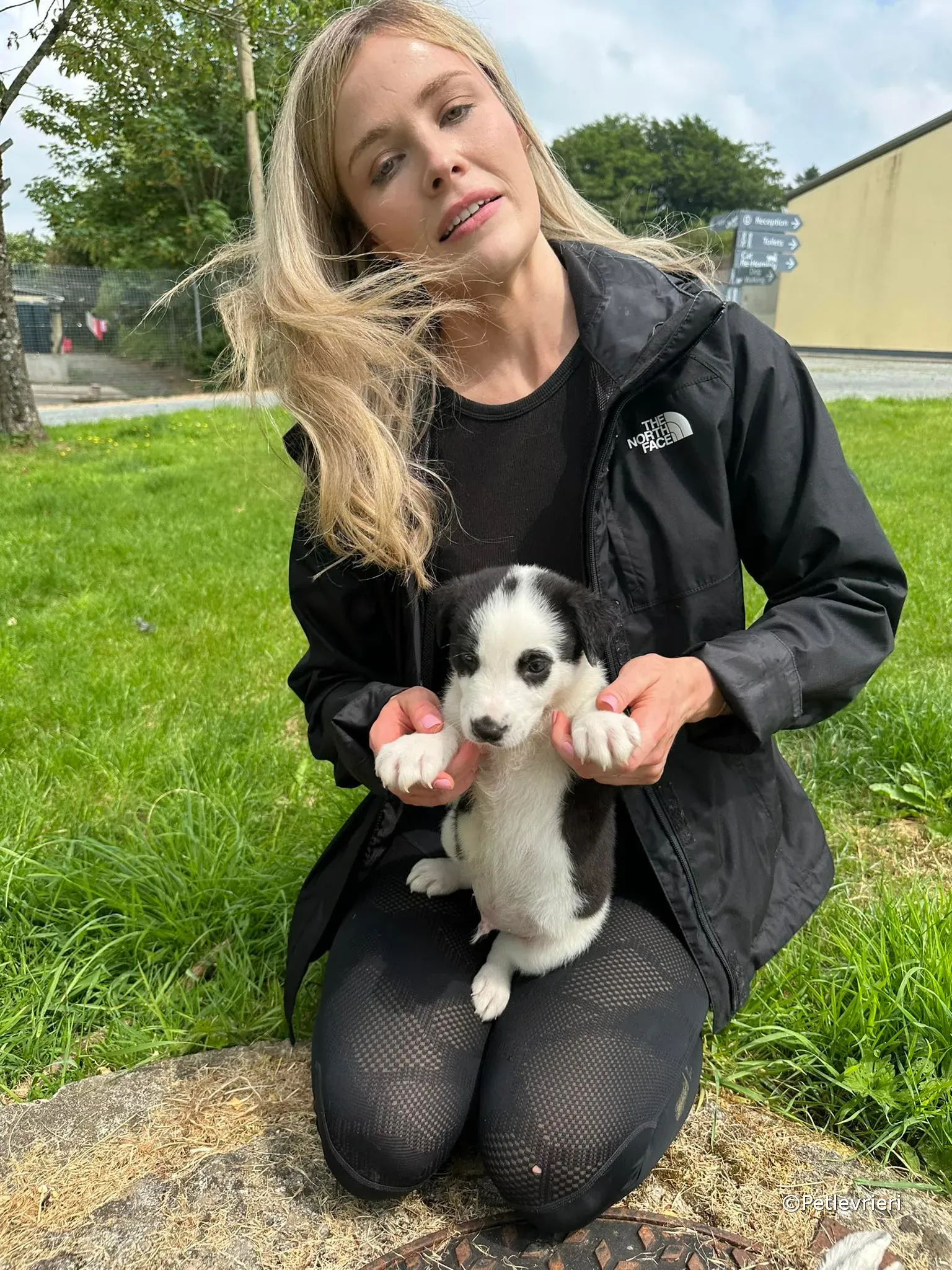 ozzie adozione greyhound petlevrieri 10 1