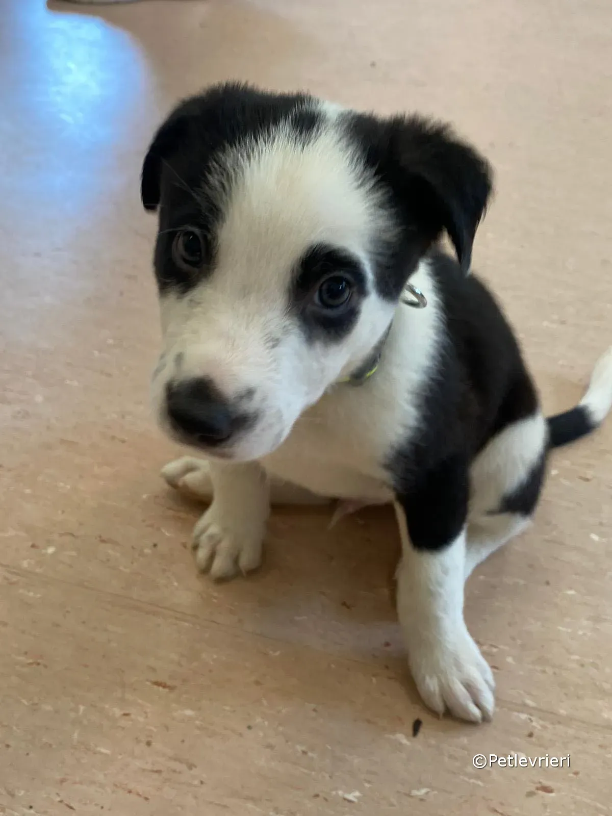 ozzie adozione greyhound petlevrieri 10 2